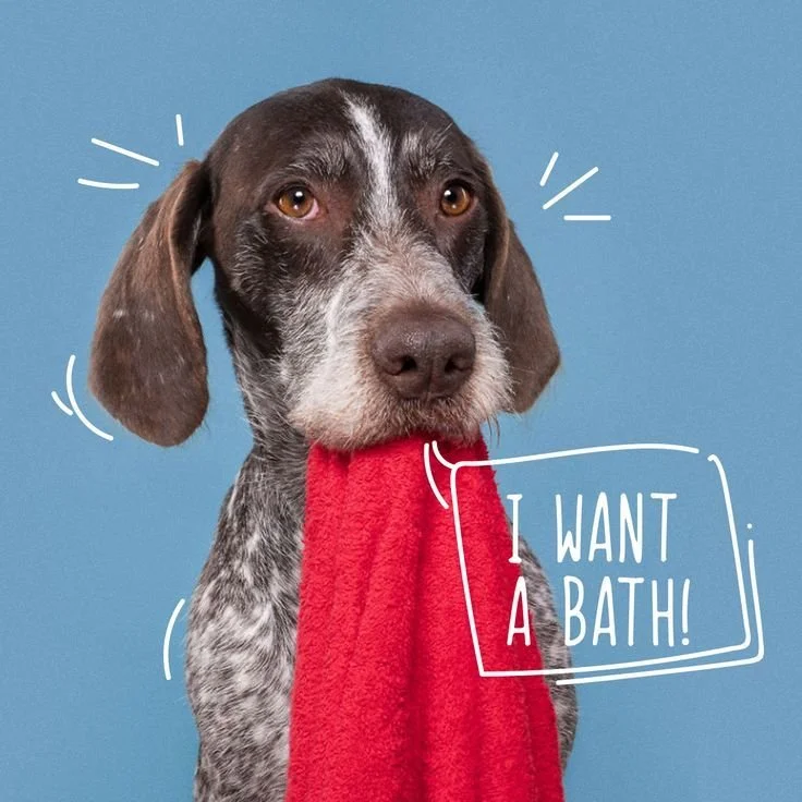 A brown and white speckled dog holding a red towel in its mouth with a handwritten sign that says "I WANT A BATH!" against a blue background.