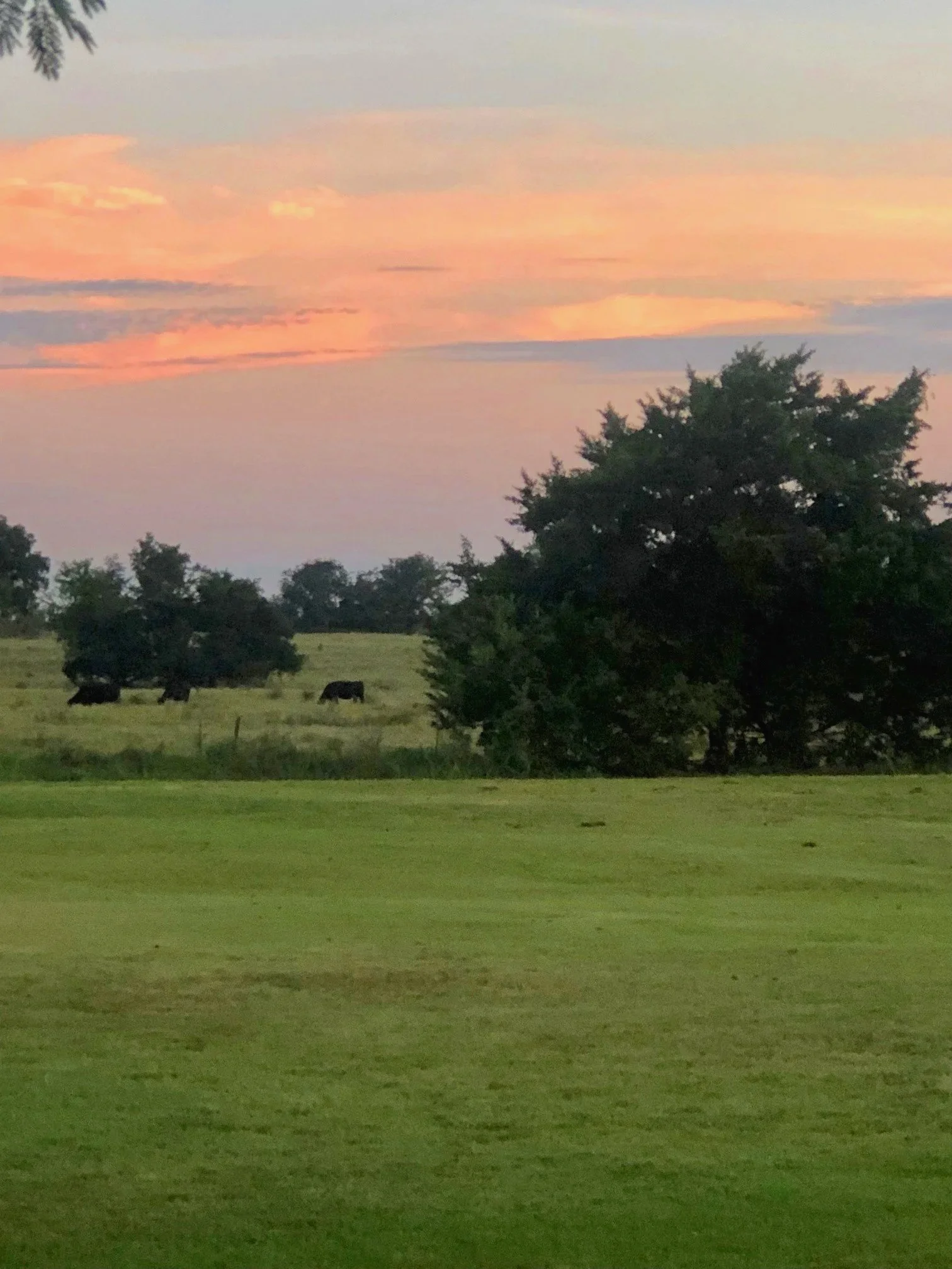 cows.jpg