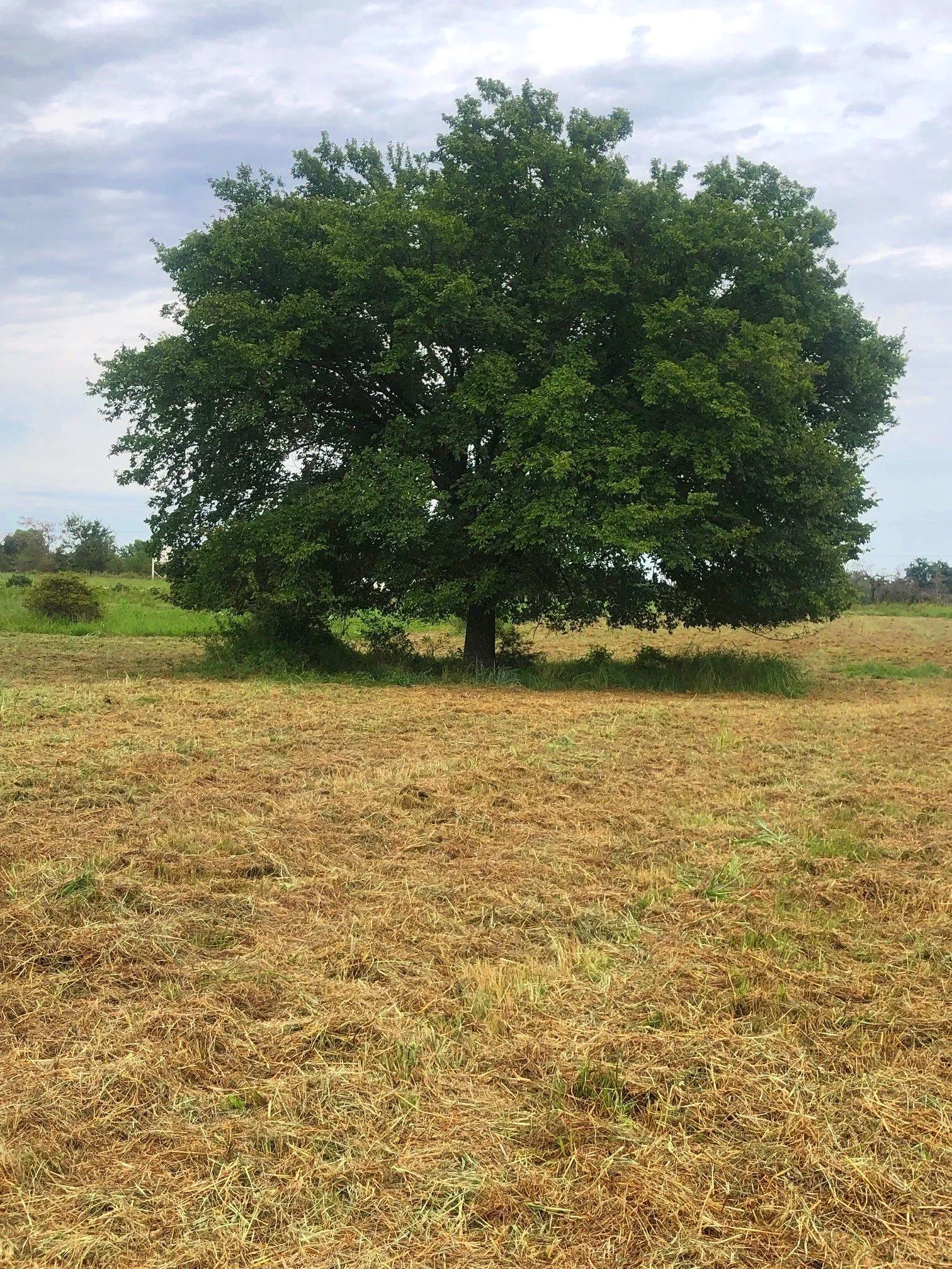 tree+two.jpg