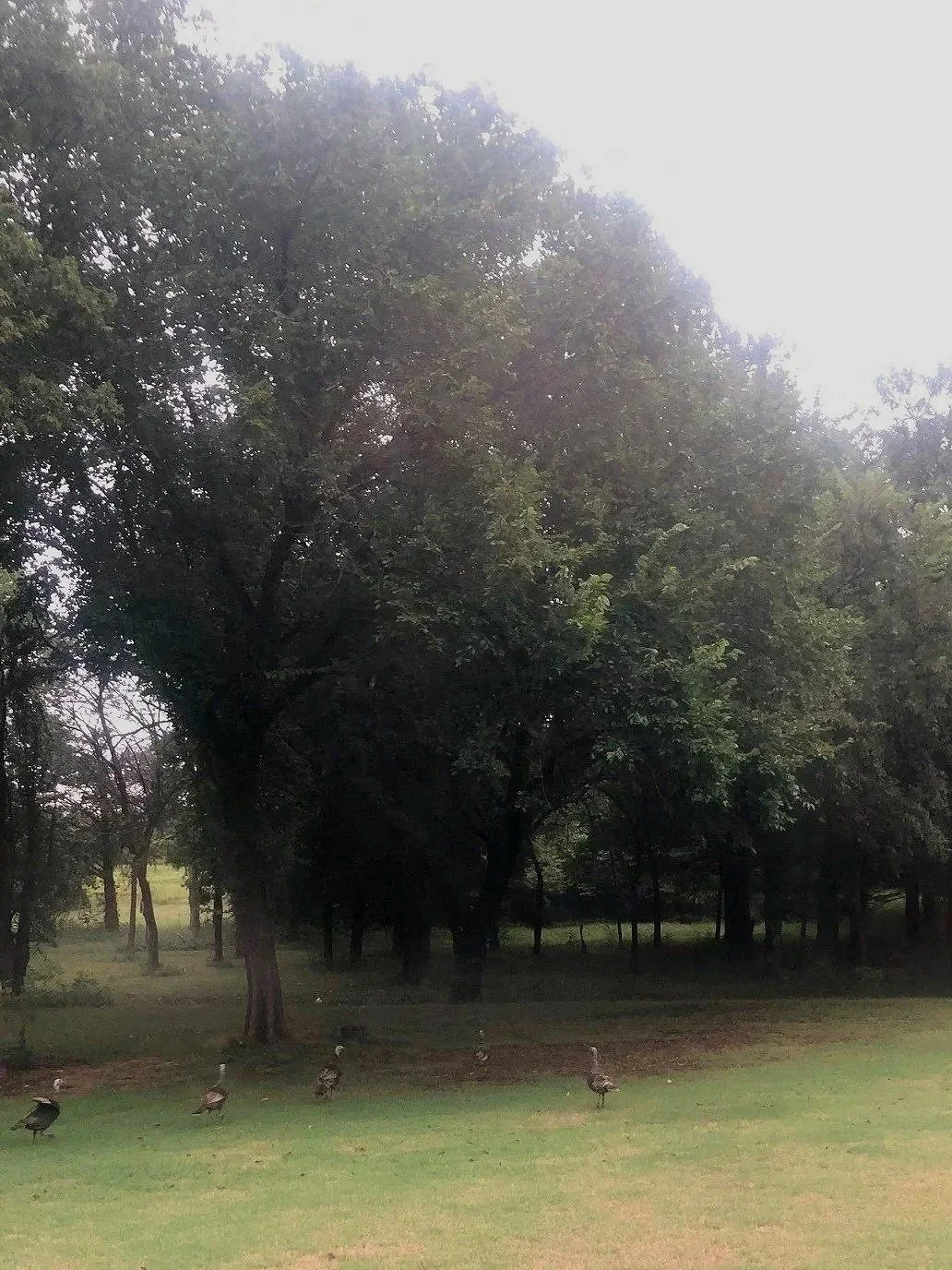 Turkeys.jpg