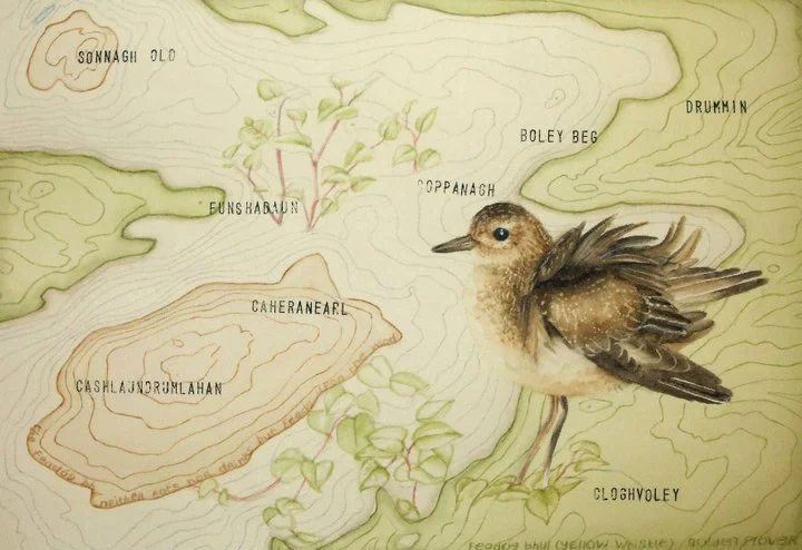 Golden Plover, Watercolour on Paper, Sold