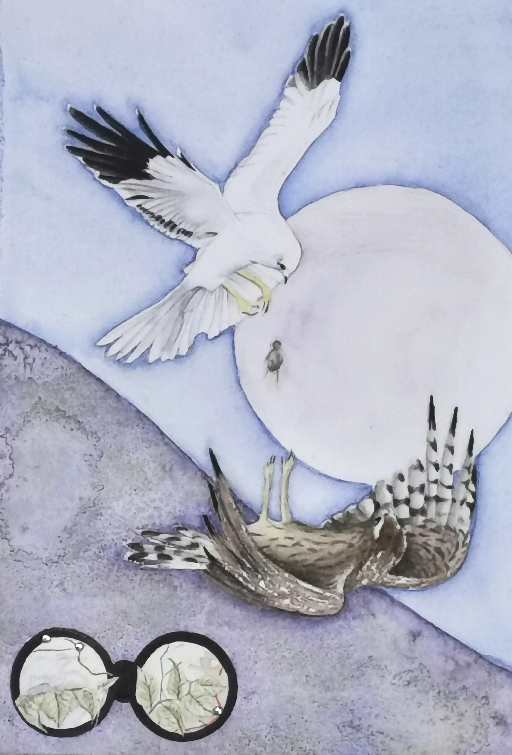 Hen Harriers, Watercolour on Paper, Sold