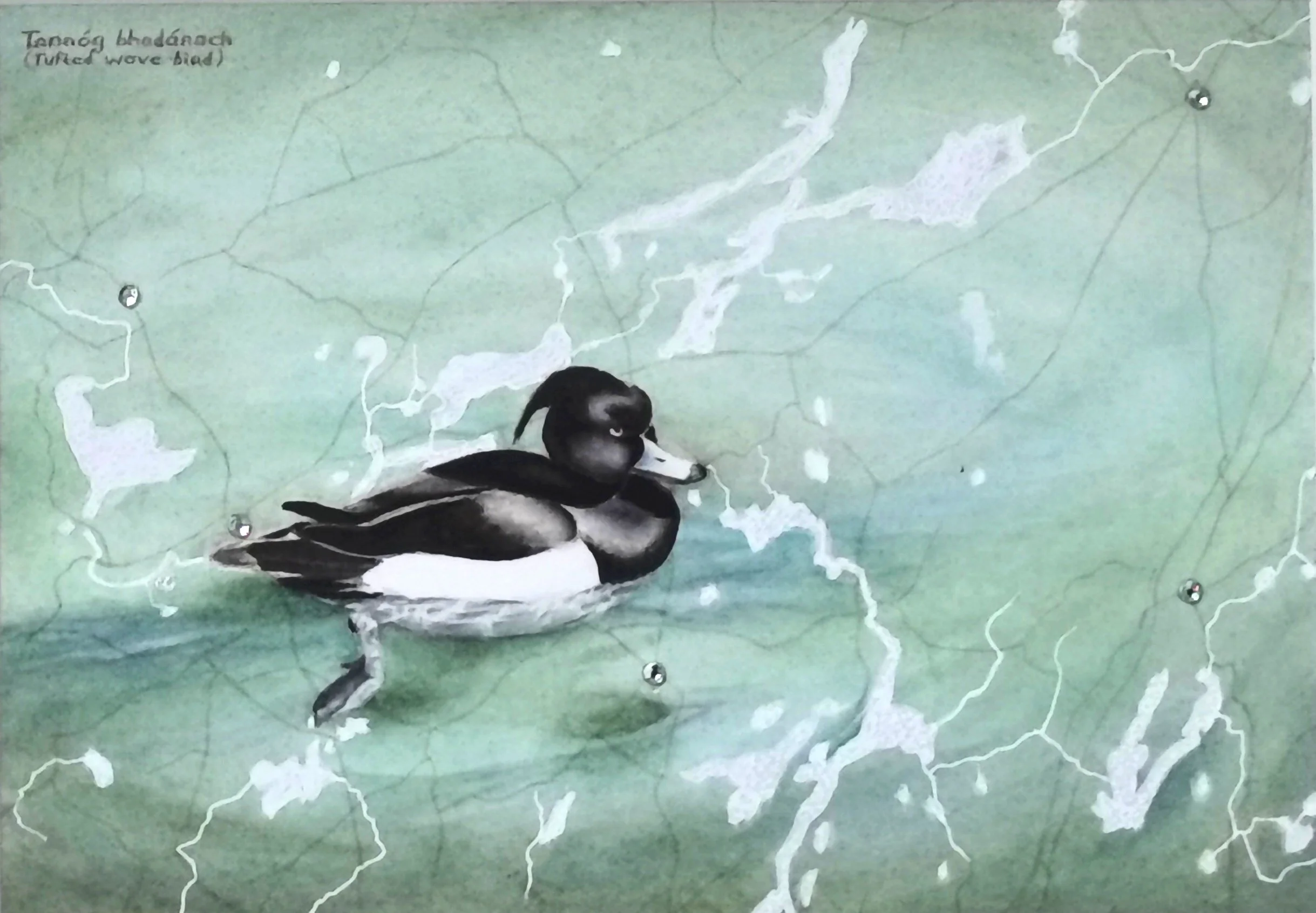Tufted Duck, Watercolour on Paper, Sold