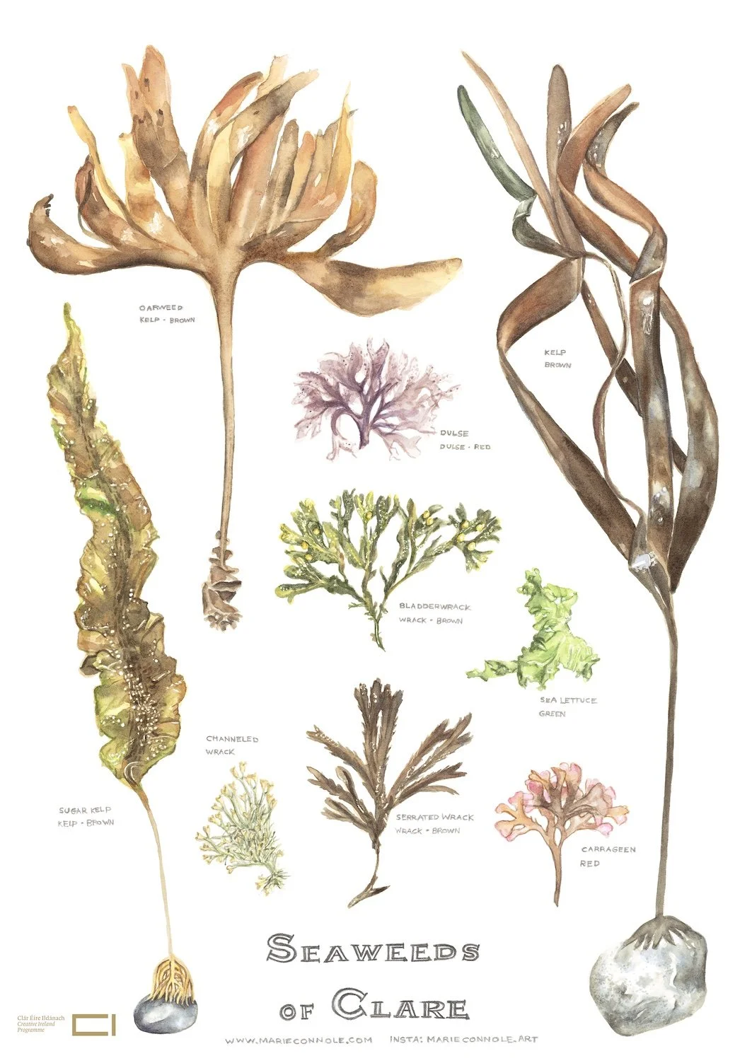 Seaweeds of Clare, Watercolour on Paper, Prints available $55.00