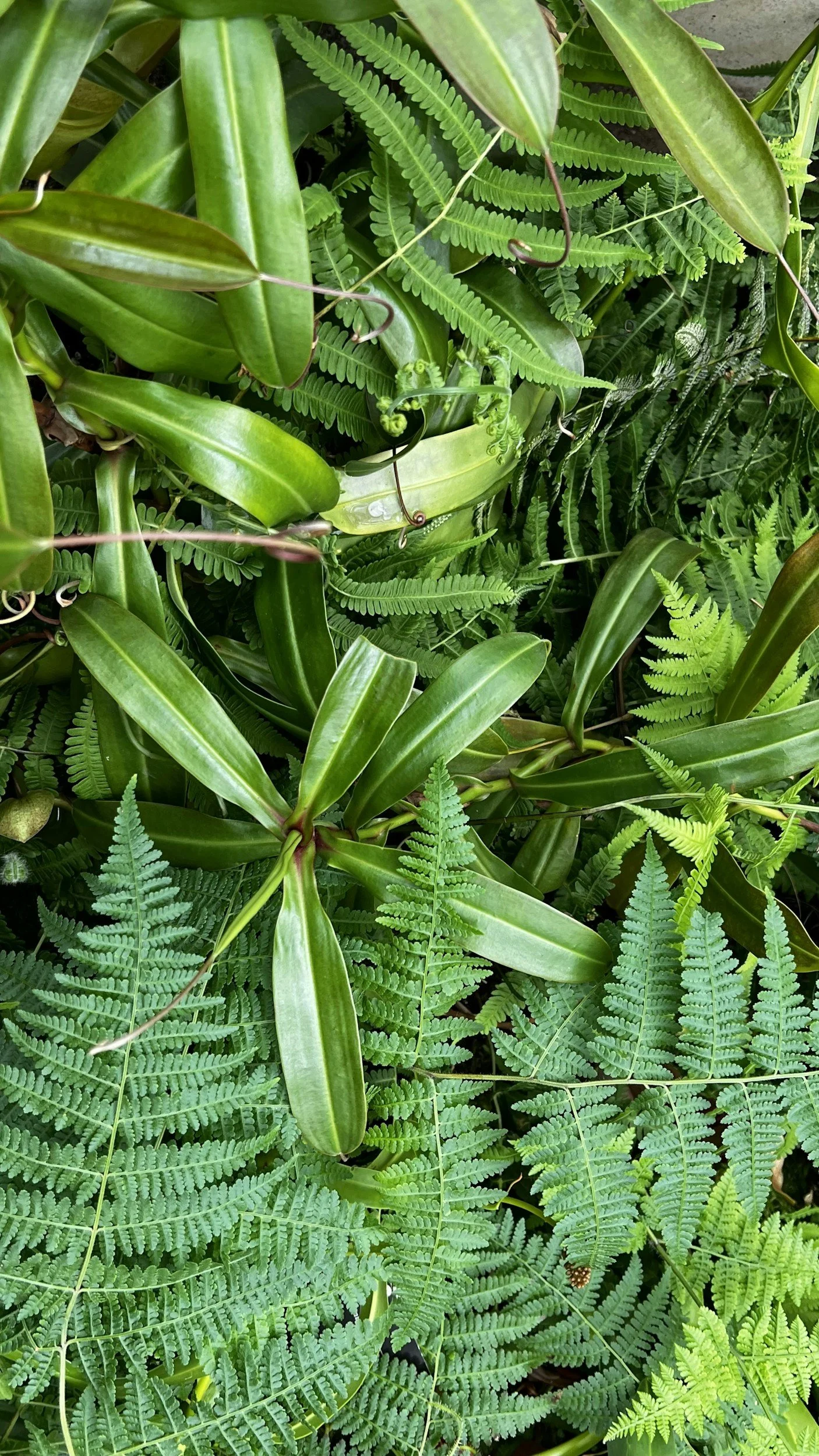 Close-up of lush green fern leaves and long, broad green leaves of tropical plants in a dense arrangement.