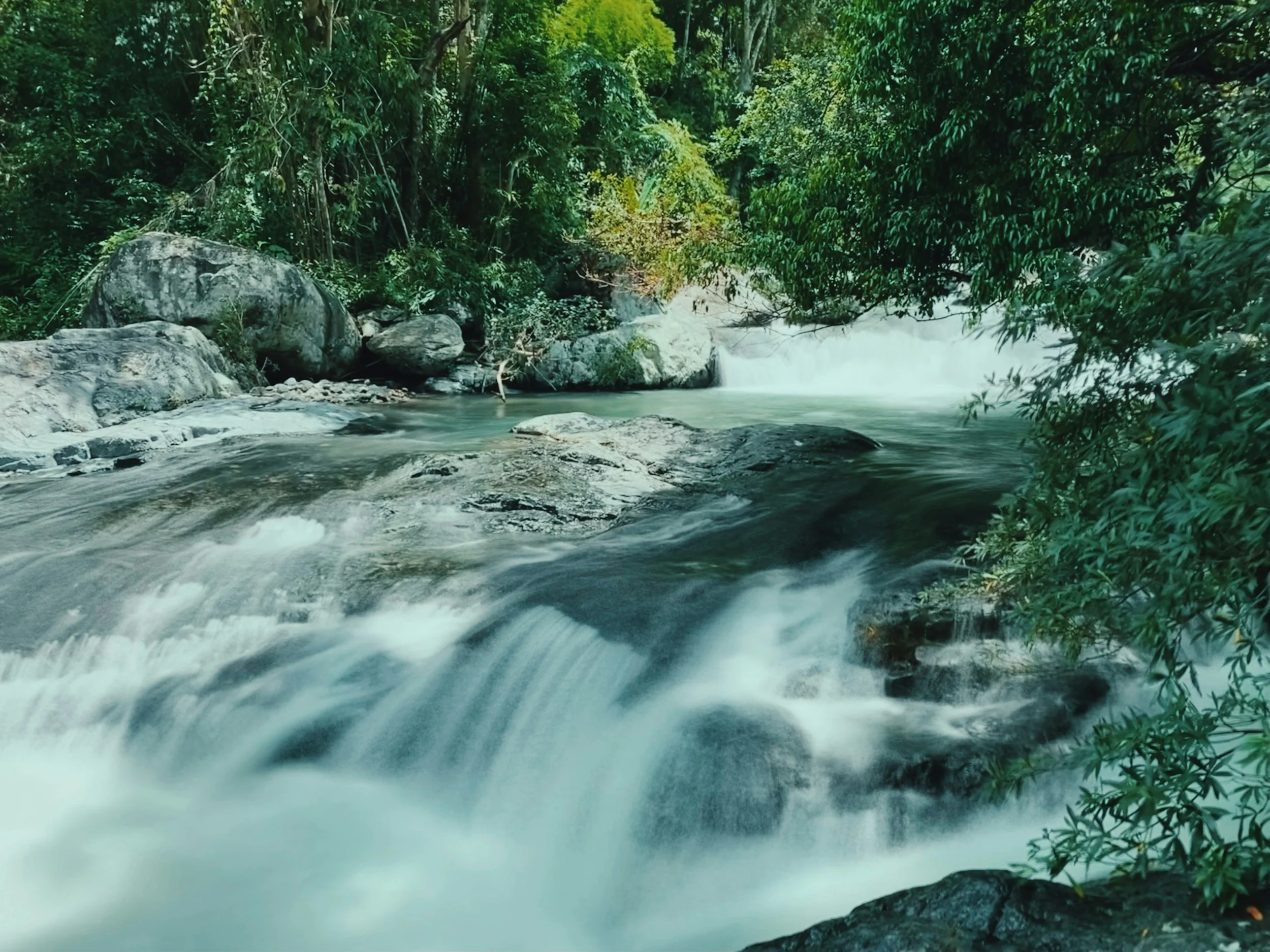 Flowing river with rocks and lush green trees in a forest setting.