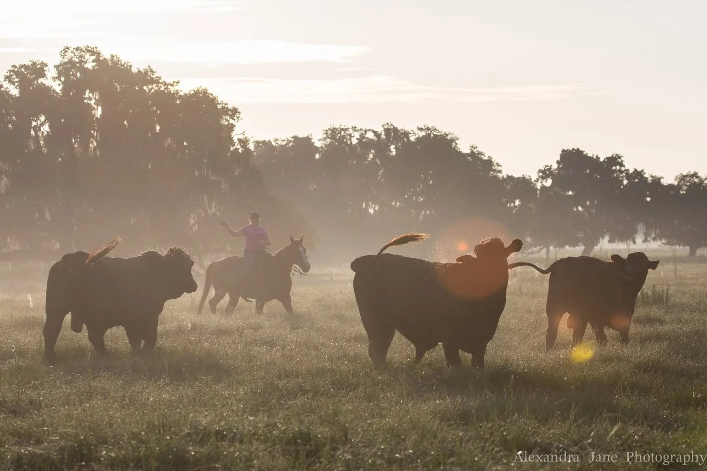 Rural and Family Lands Protection Program: Safeguarding Florida’s Agricultural Future