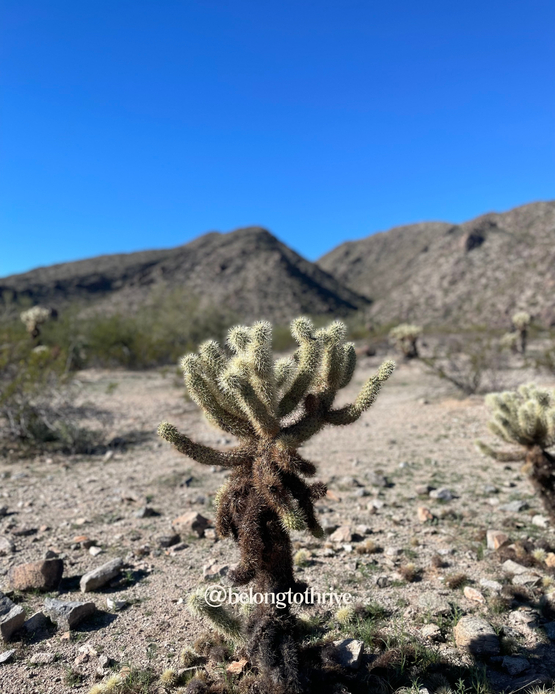 Cuaresma: El Arte de Soltar