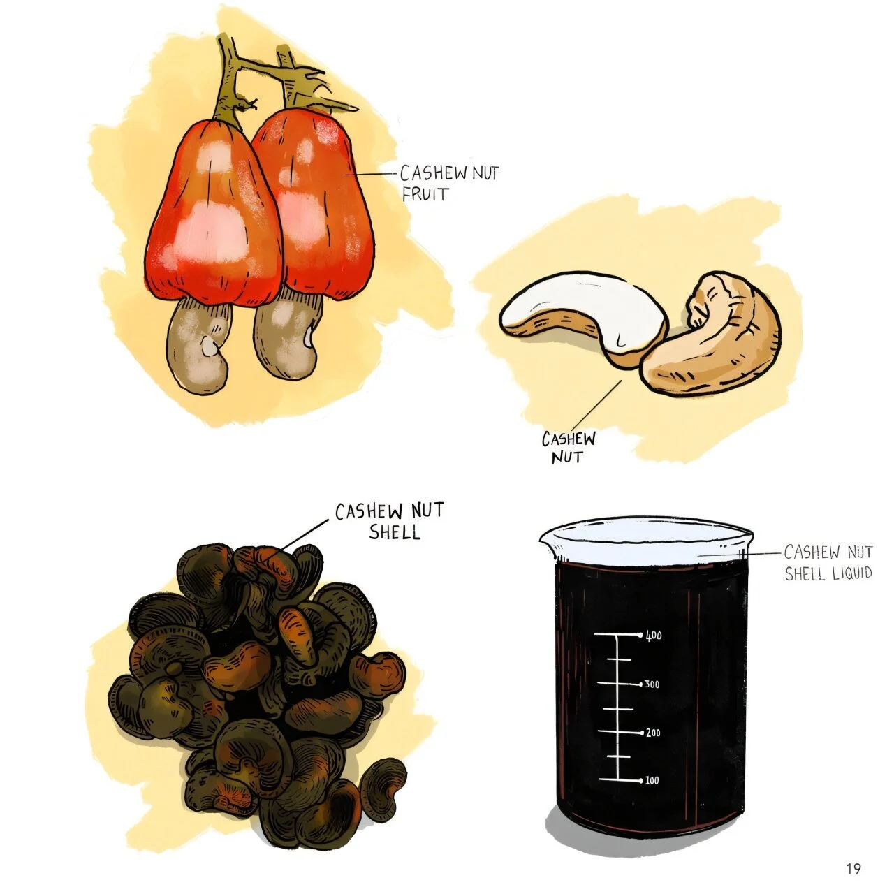 Cashew Nut Shell Oil (CNSL): The Hidden Value Inside Cashew Processing
