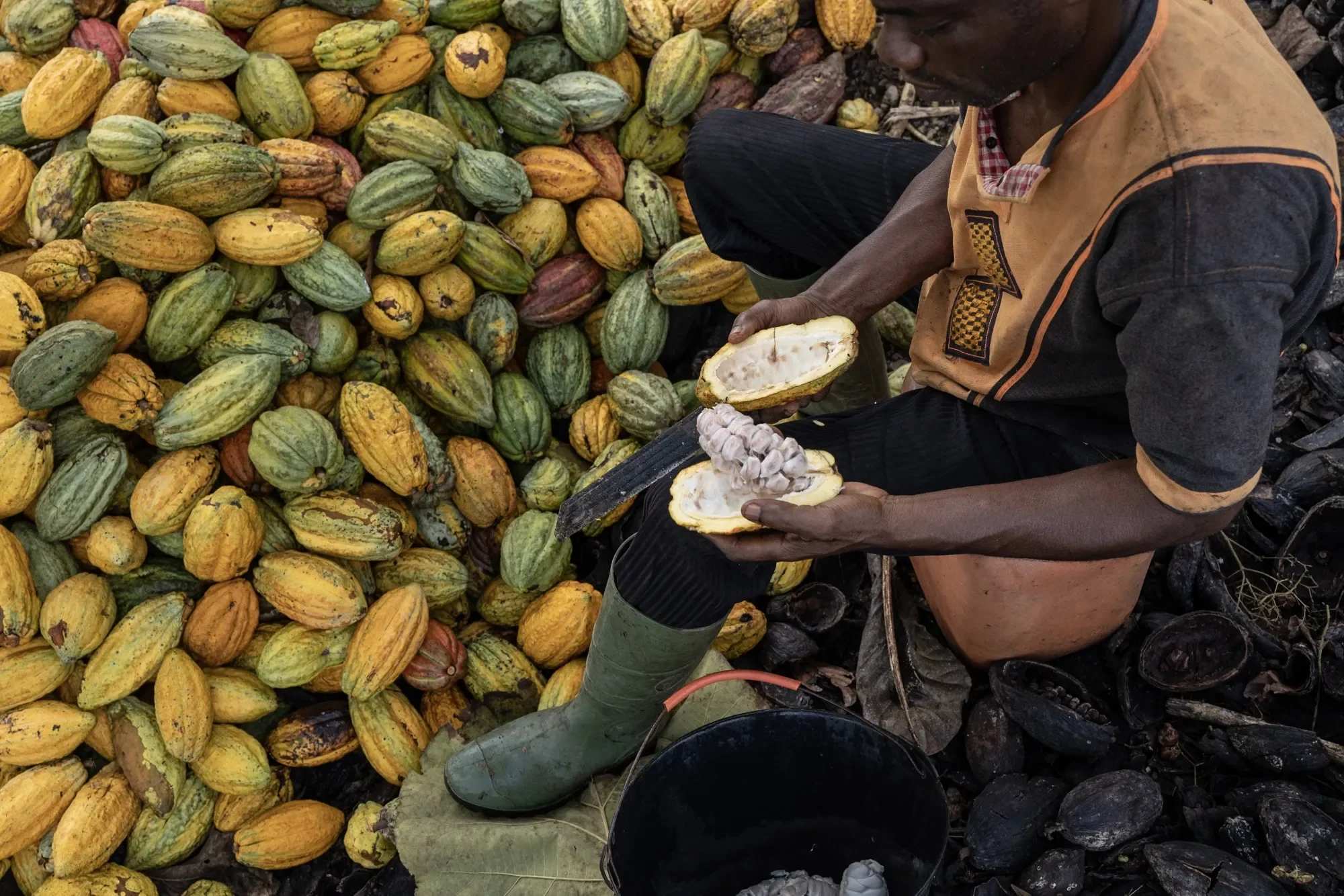Ghana cuts cocoa producer price: what it means for farmers, buyers, and the market