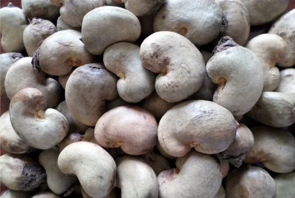 Picture of Raw Cashew Nut