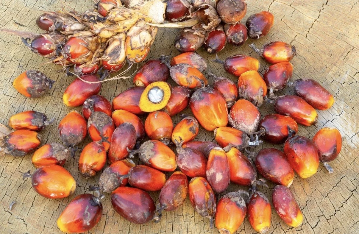 Palm Nuts (Oil Palm) – Key ingredient for edible oils and industrial products
