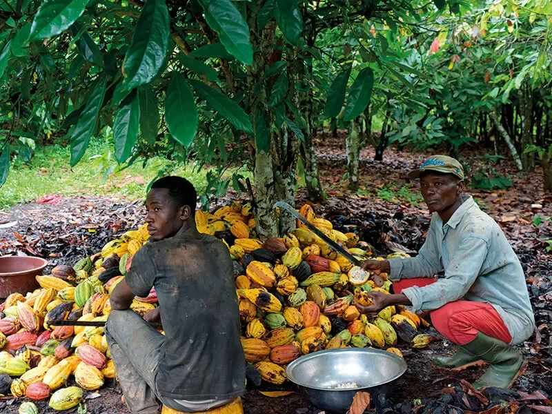 2x Cocoa Farmers - Styyer Commodities