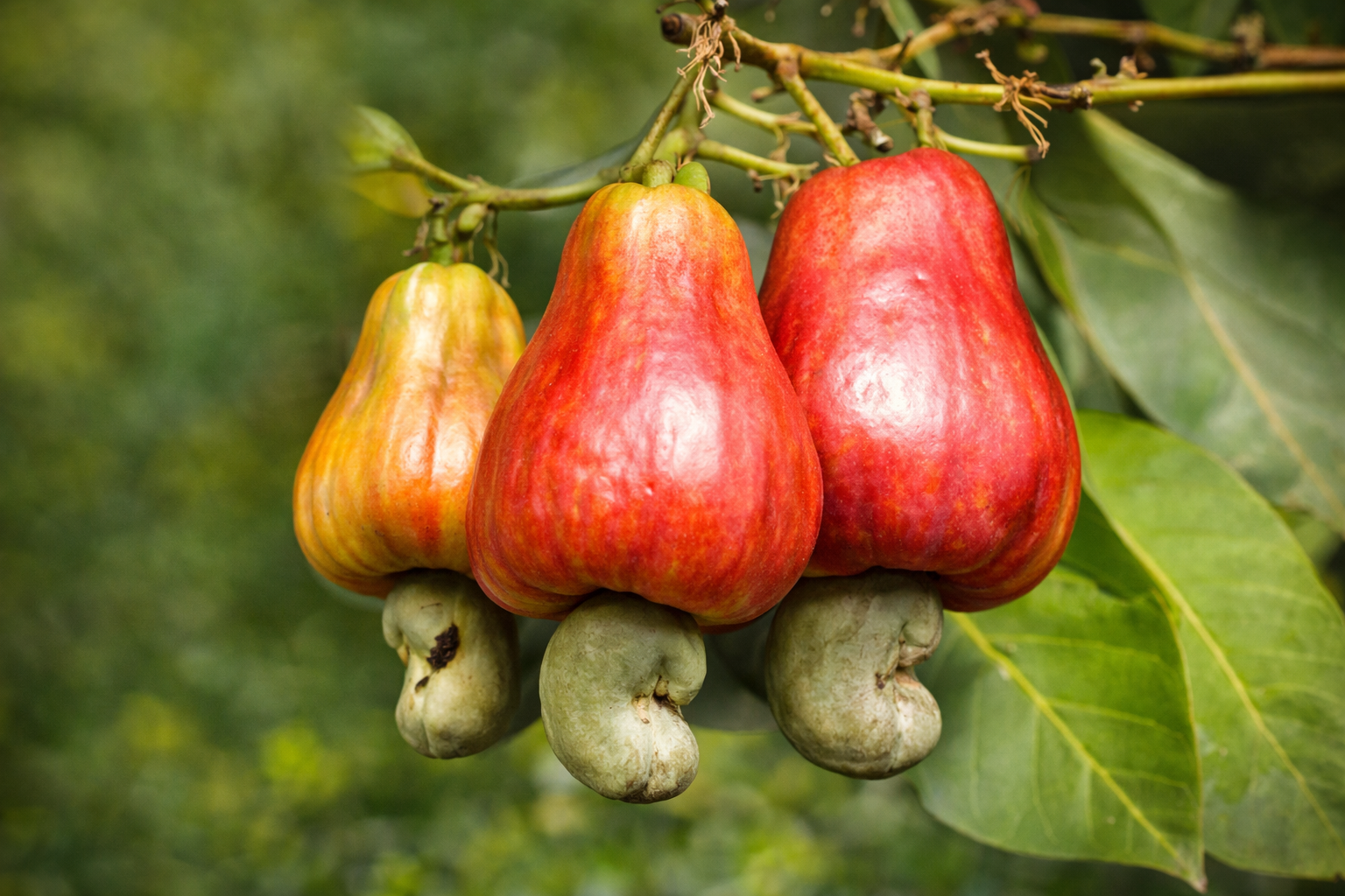 Cashew – High-value nut with growing global demand