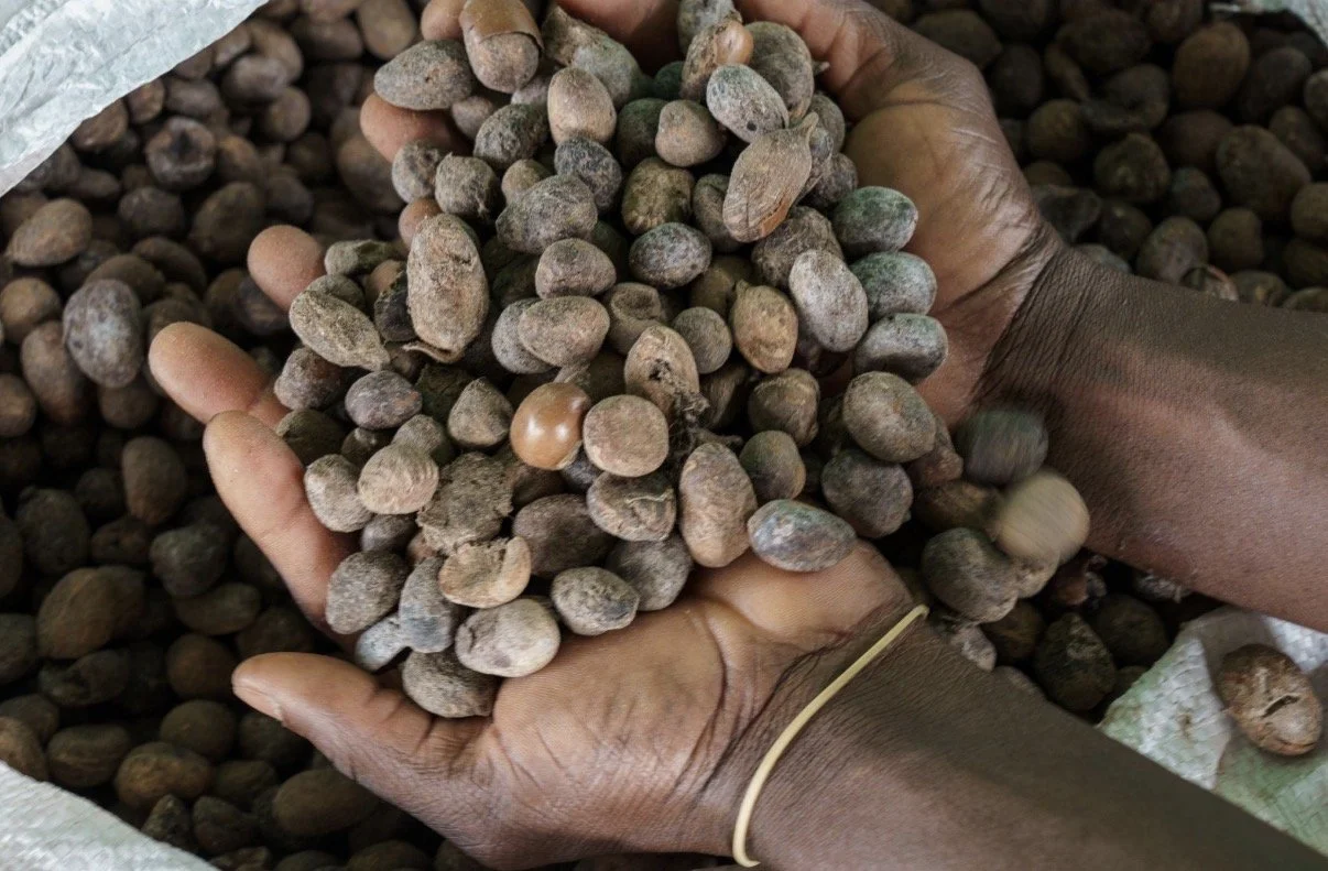 Shea Nuts – Major raw material for cosmetics and food industries