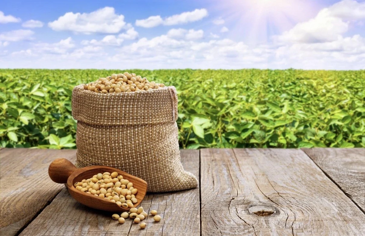 Soybeans – Rising demand for protein and animal feed
