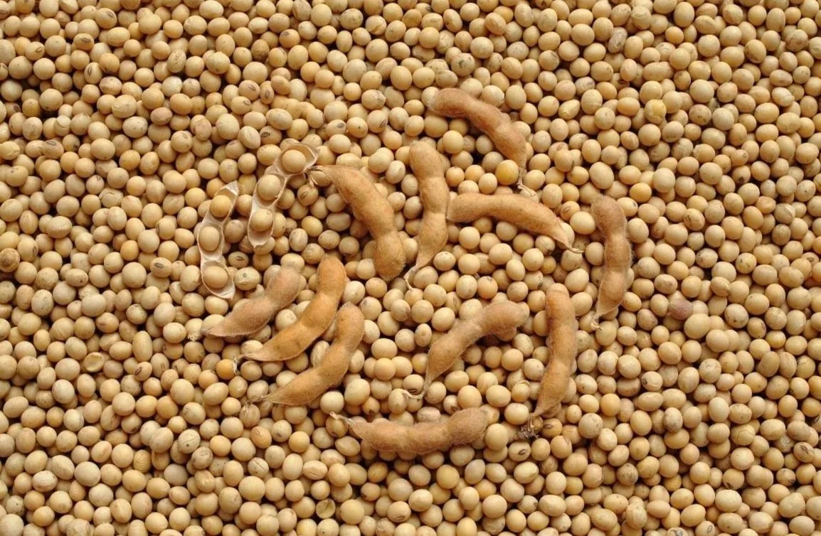 Soybeans – Rising demand for protein and animal feed