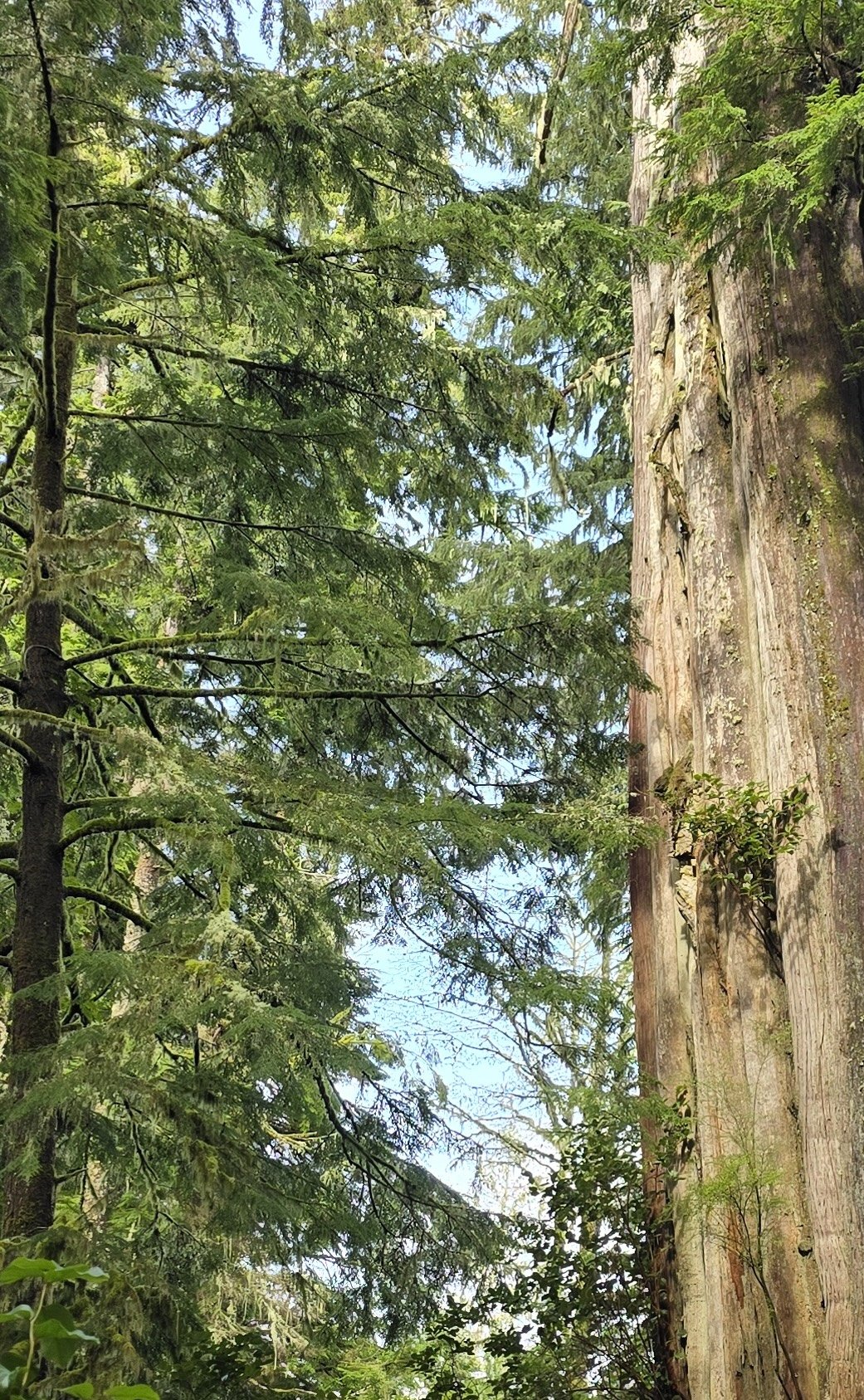 Tall trees with lush green foliage and a large fallen tree trunk in a forest, with a blue sky partially visible through the leaves.
