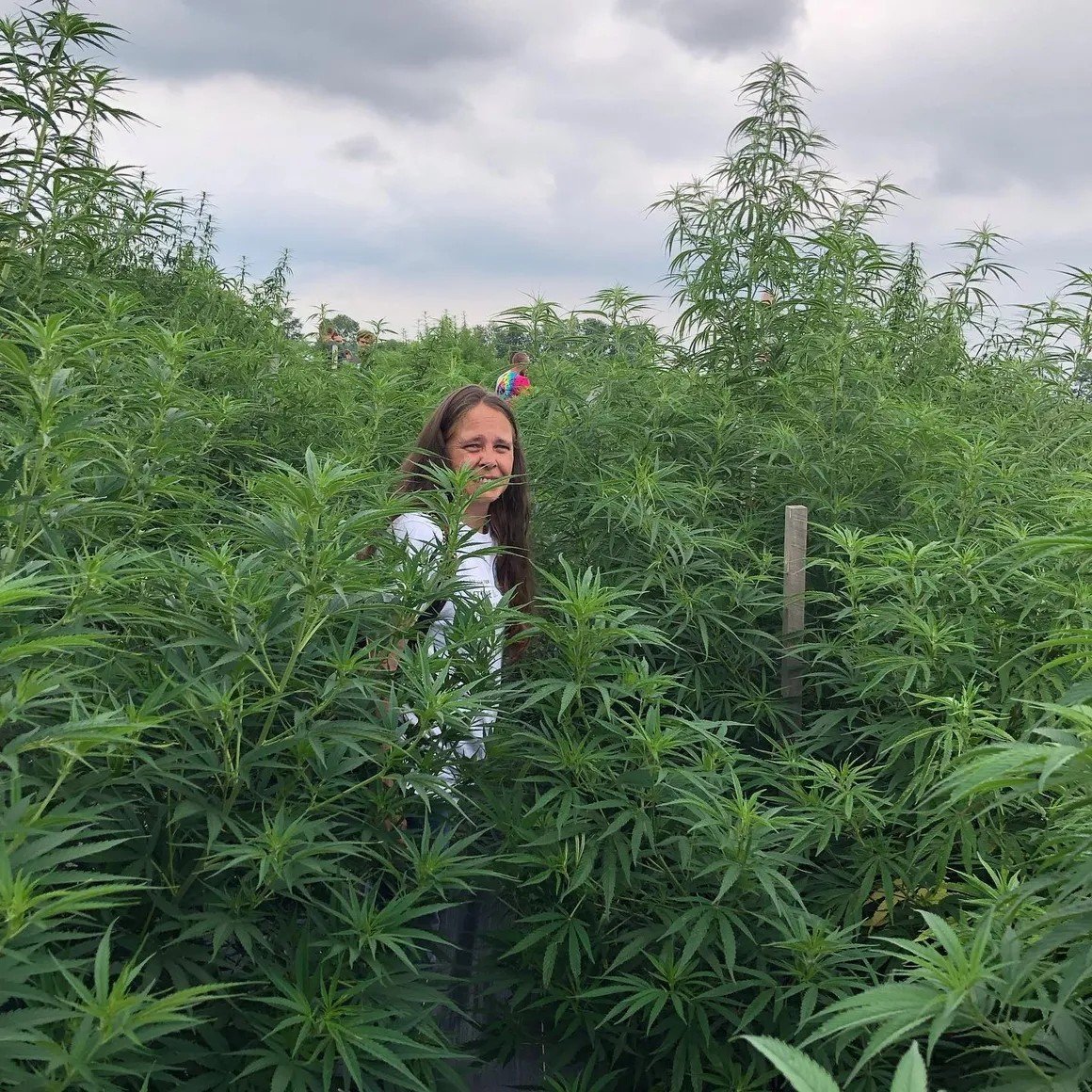 A person smiling and walking through a dense field of tall, green cannabis plants under a cloudy sky.