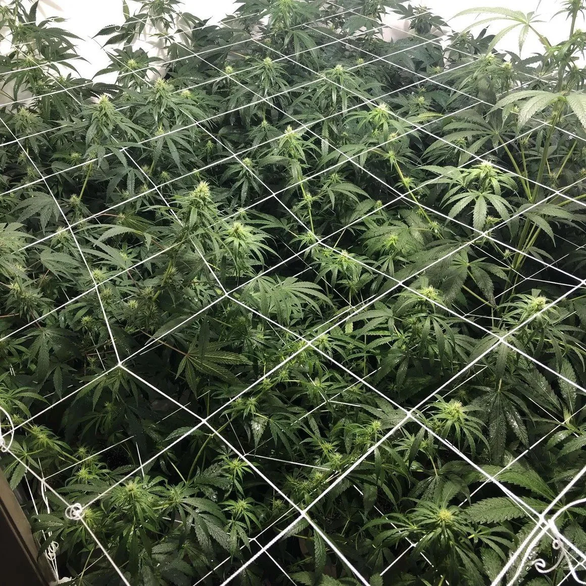 Indoor grow room with lush cannabis plants covered by white trellis netting.