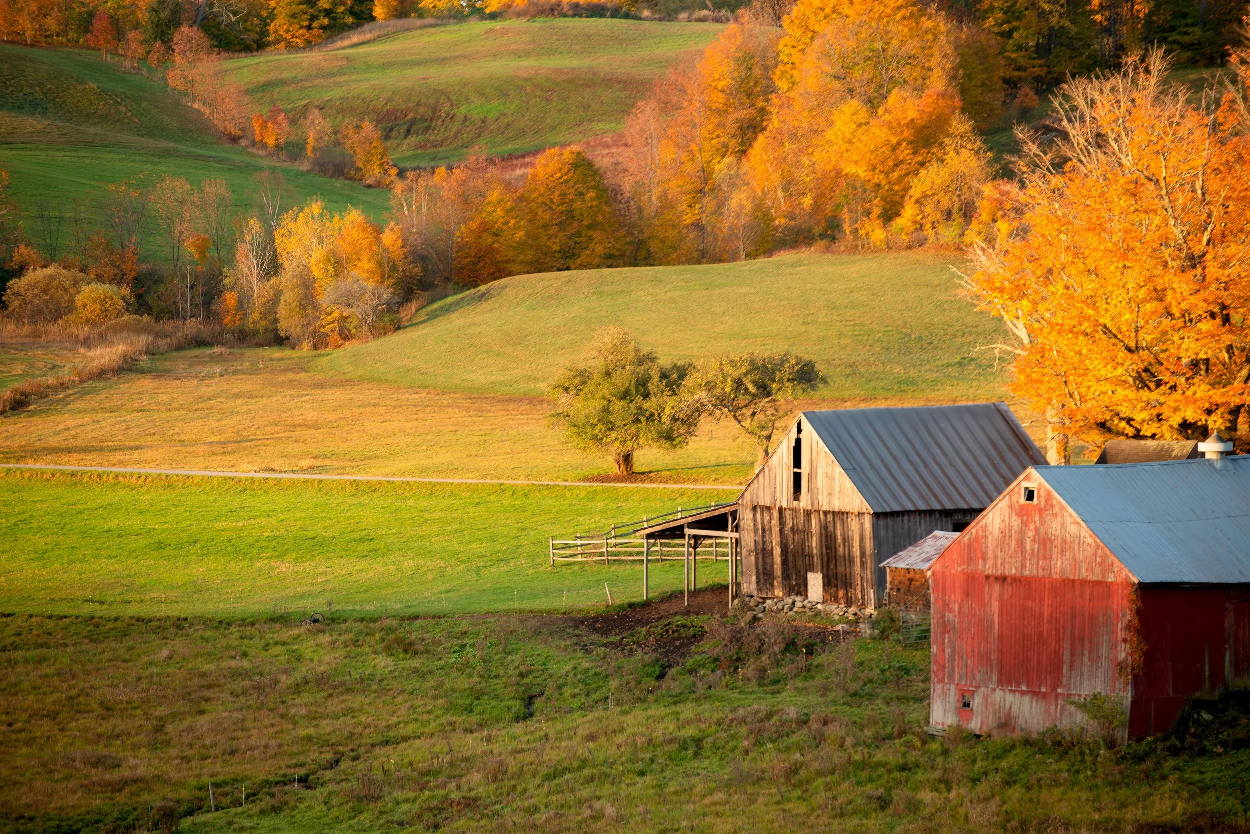 New England Foliage