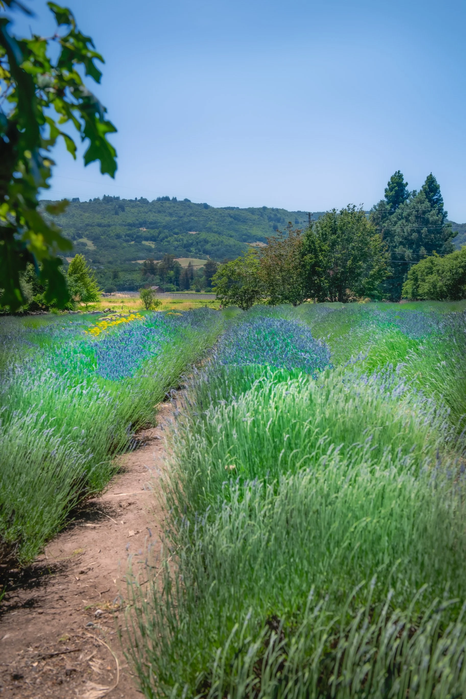 Northern CA - Sonoma Lavender Field.jpg