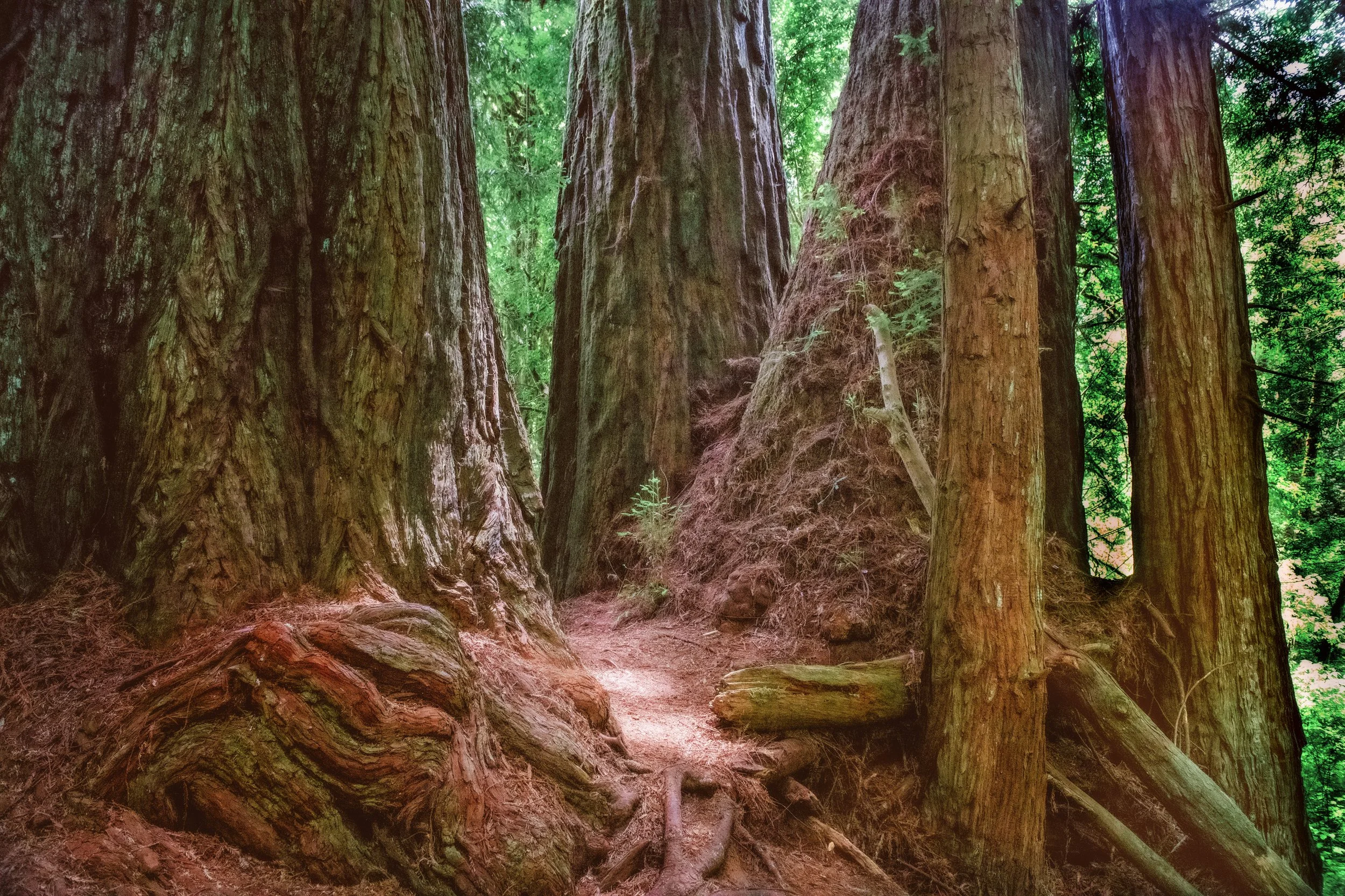 Northern CA - Redwood Grove.jpg
