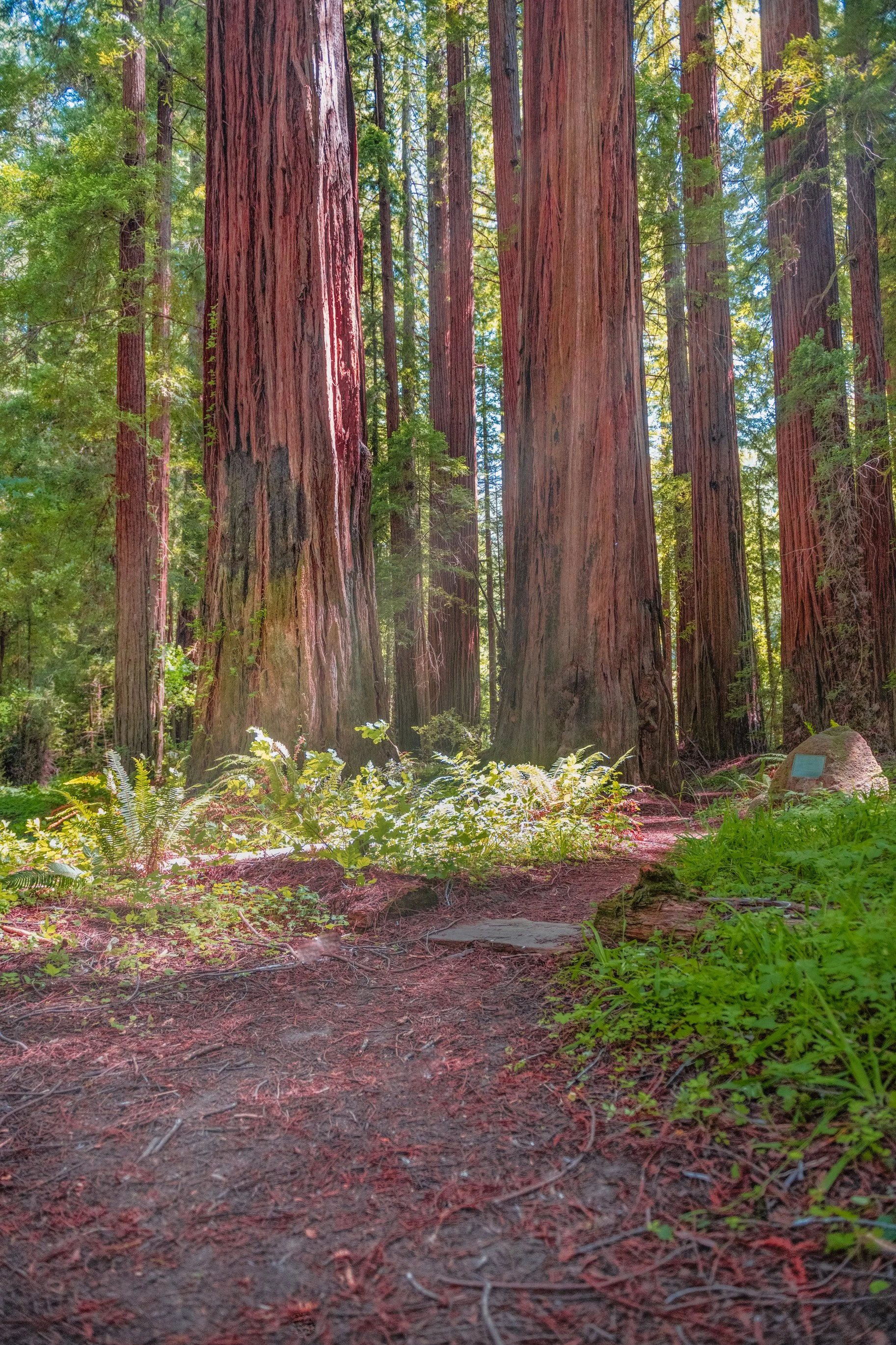 Northern CA - Redwoods, Vertical.jpg