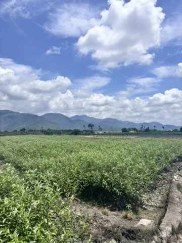 Farm field under a partly cloudy sky with mountains in the distance.