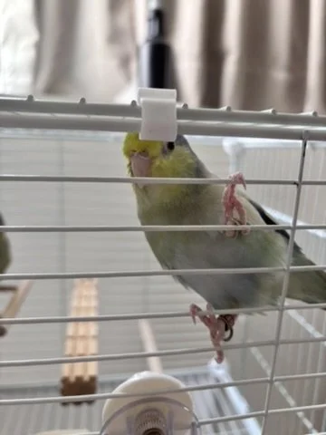 A yellow and green budgerigar inside a bird cage, perched on the cage bars, with a blurred background.