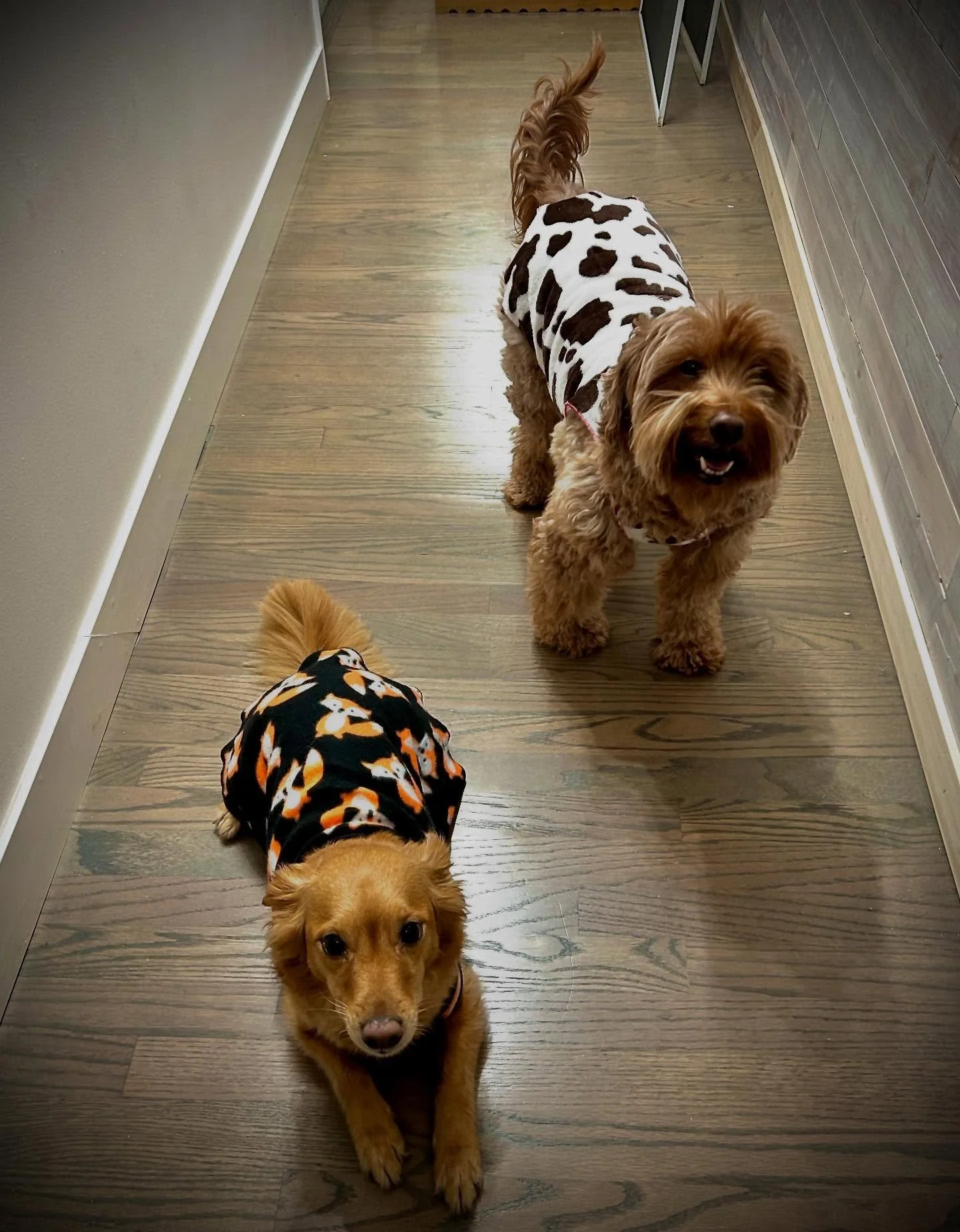 Fox fleece and brown cow fleece