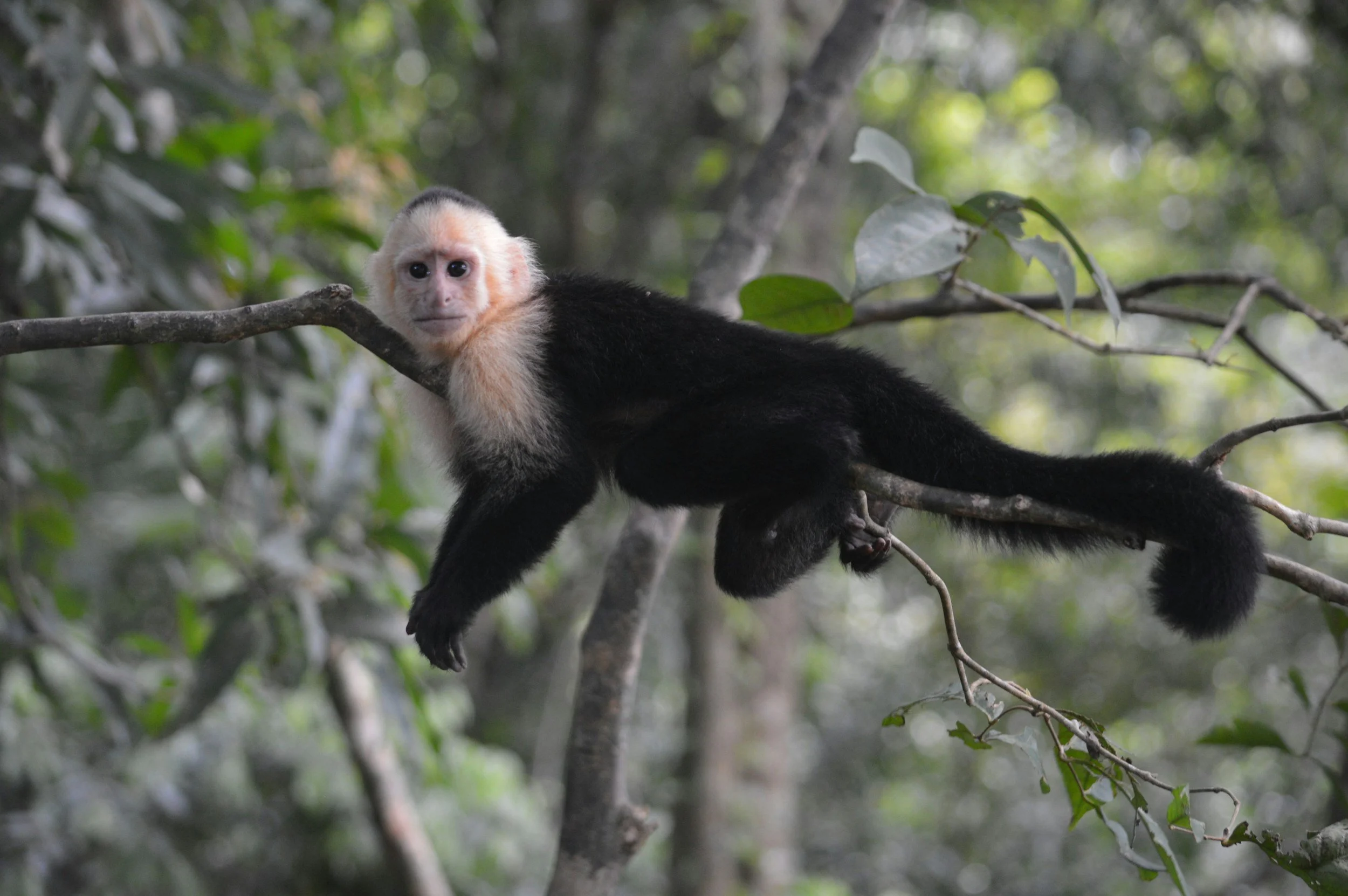 The Capuchin Monkey