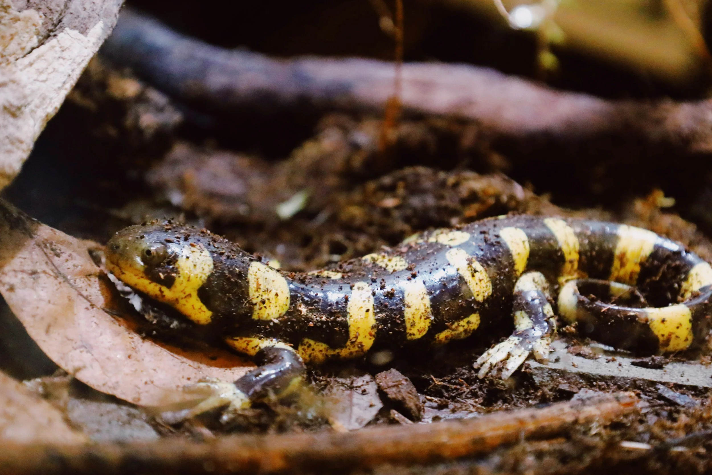The Almirante Salamander