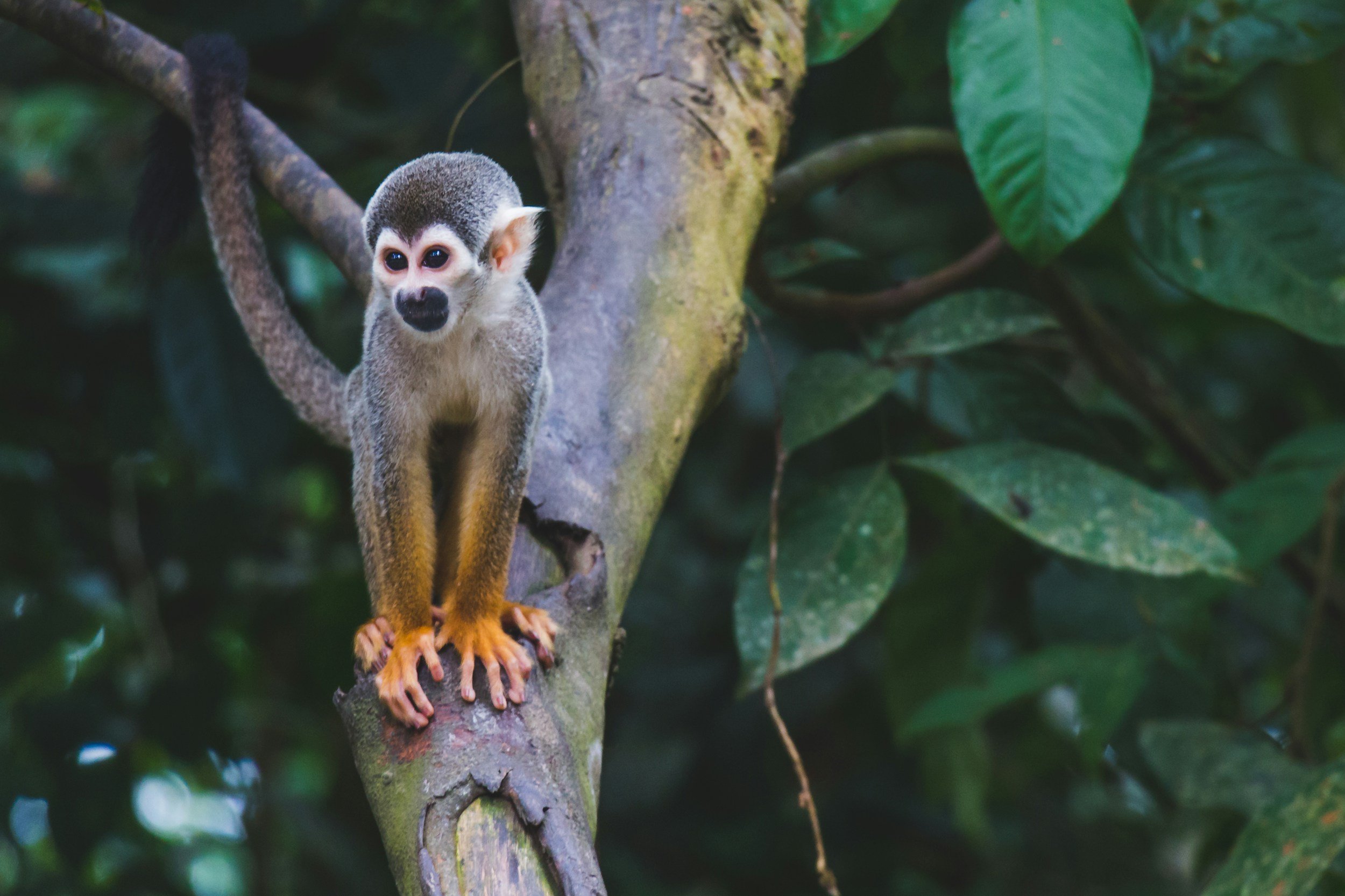 The Squirrel Monkey
