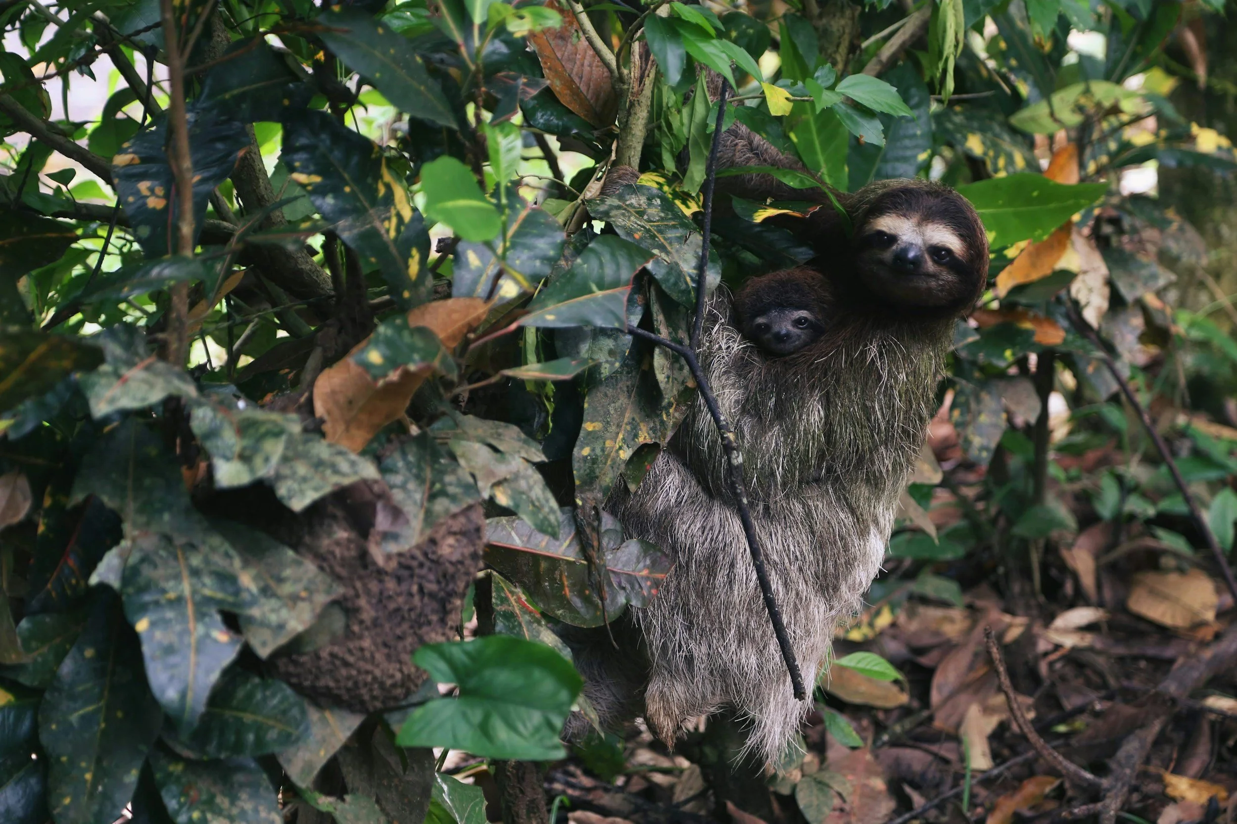 The Two-Toed Sloth