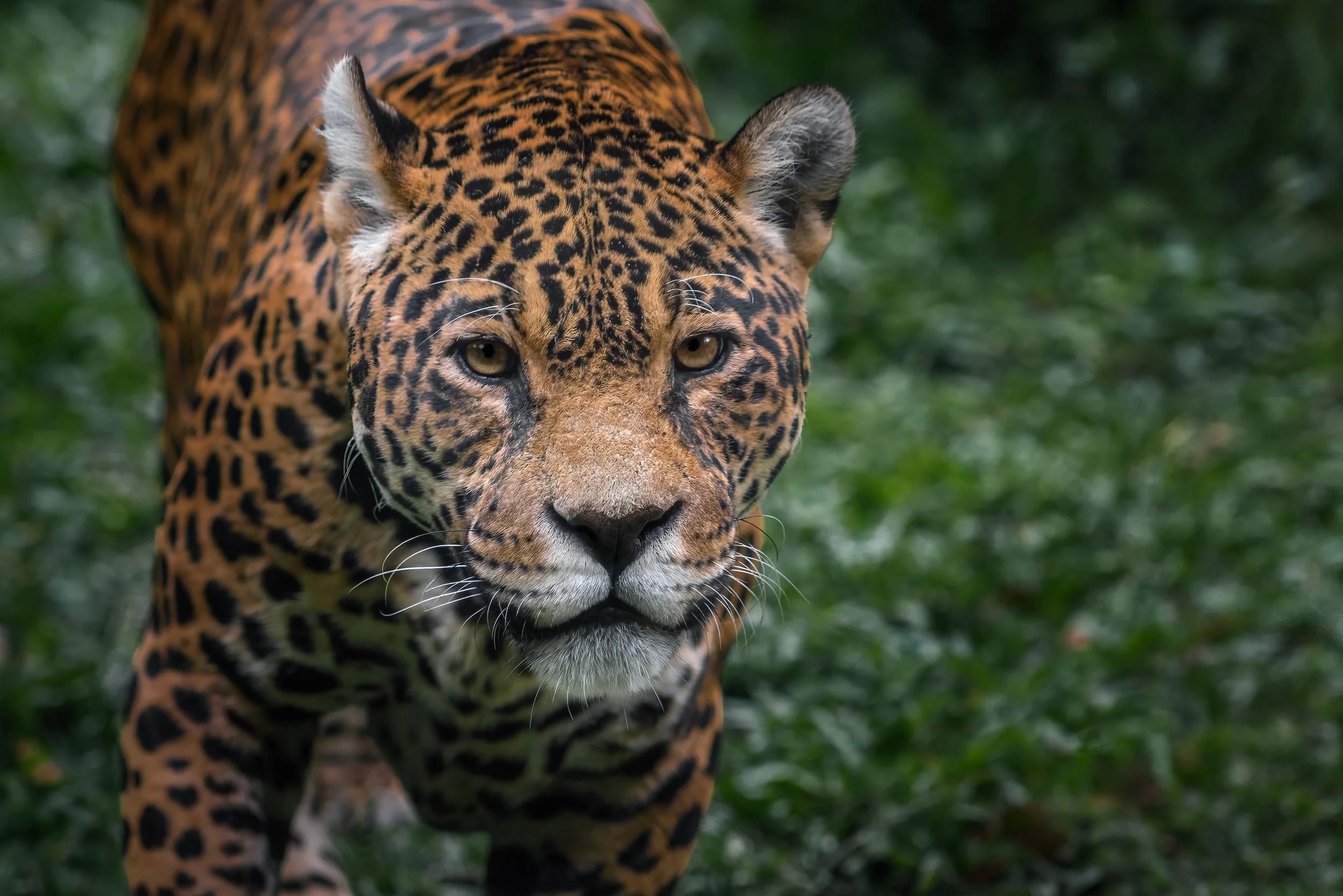 The Jaguar
