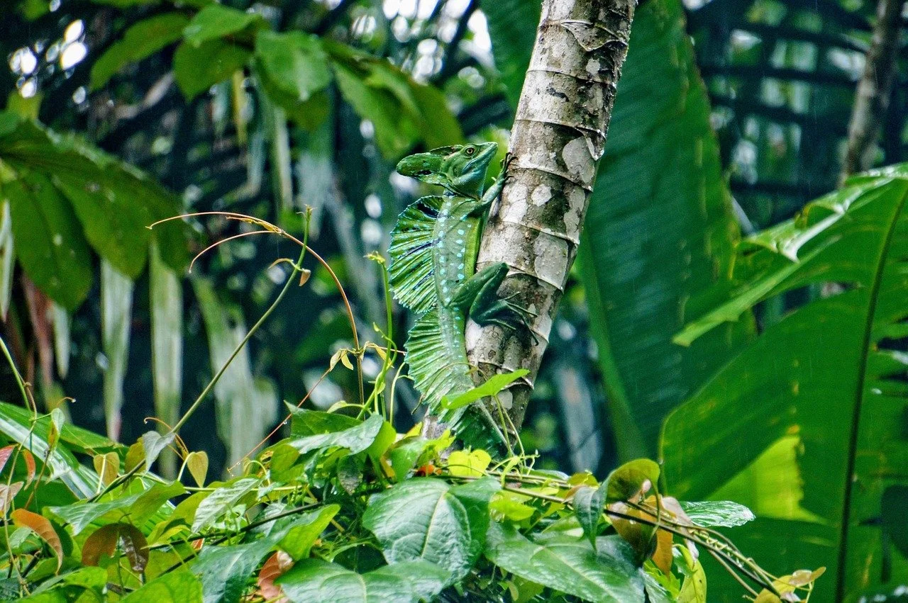 Costa Rica Rainforest Hike: Tortuguero National Park Jaguar Trail