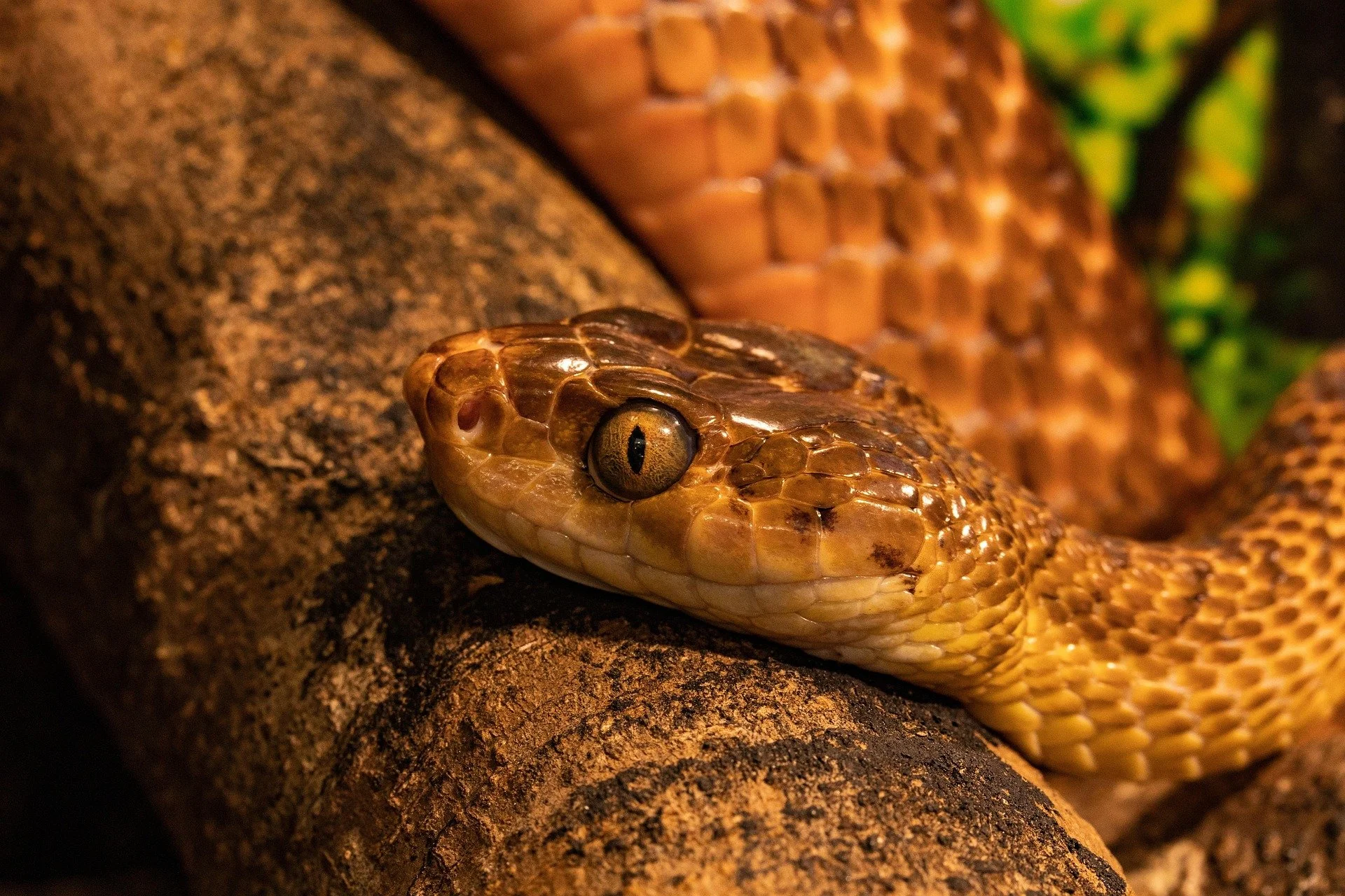 snake-7982623_1920.jpg