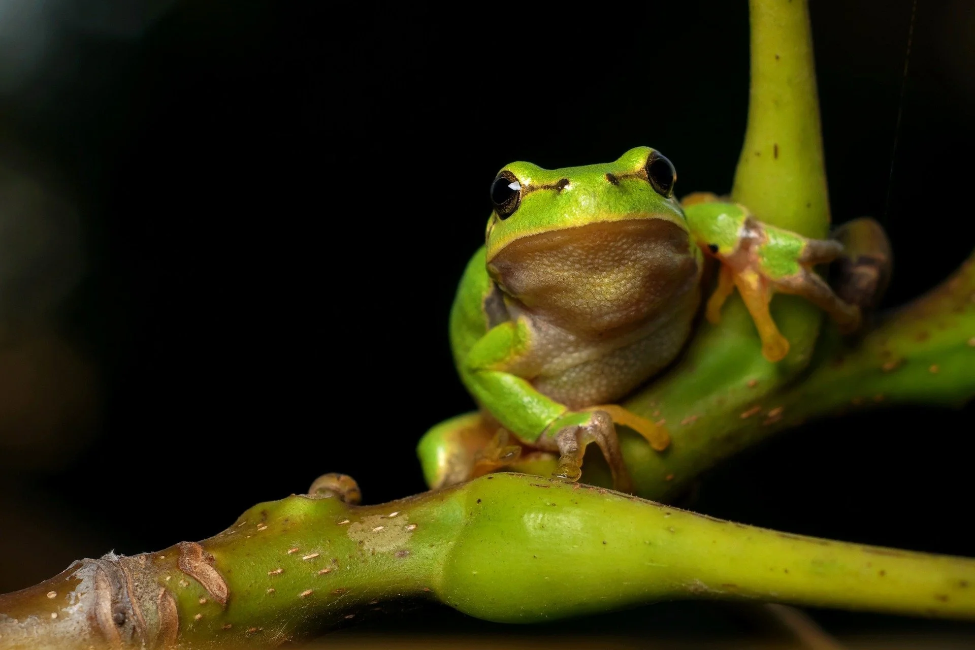tree-frog-796479_1920.jpg