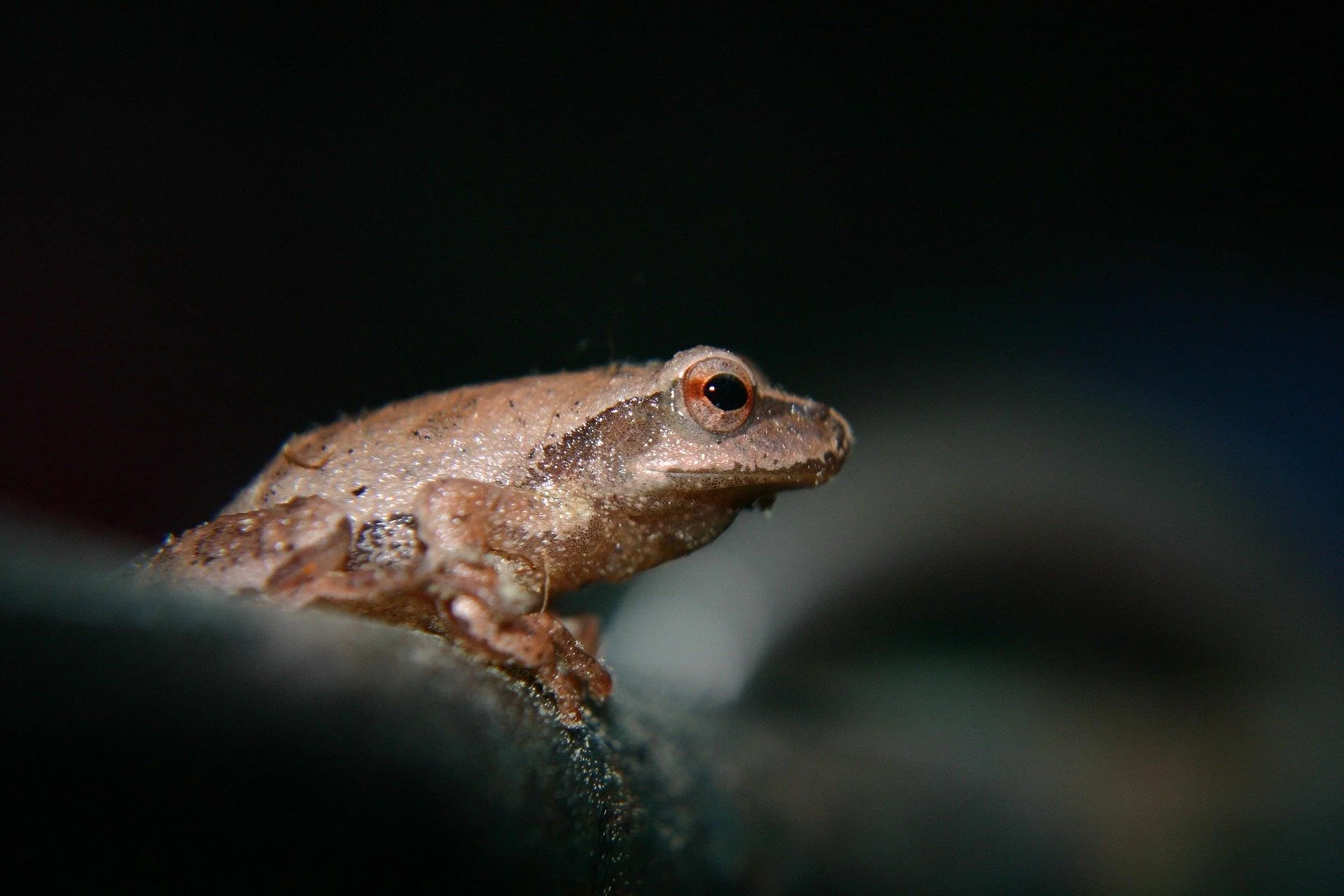 tree-frog-8600329_1920.jpg