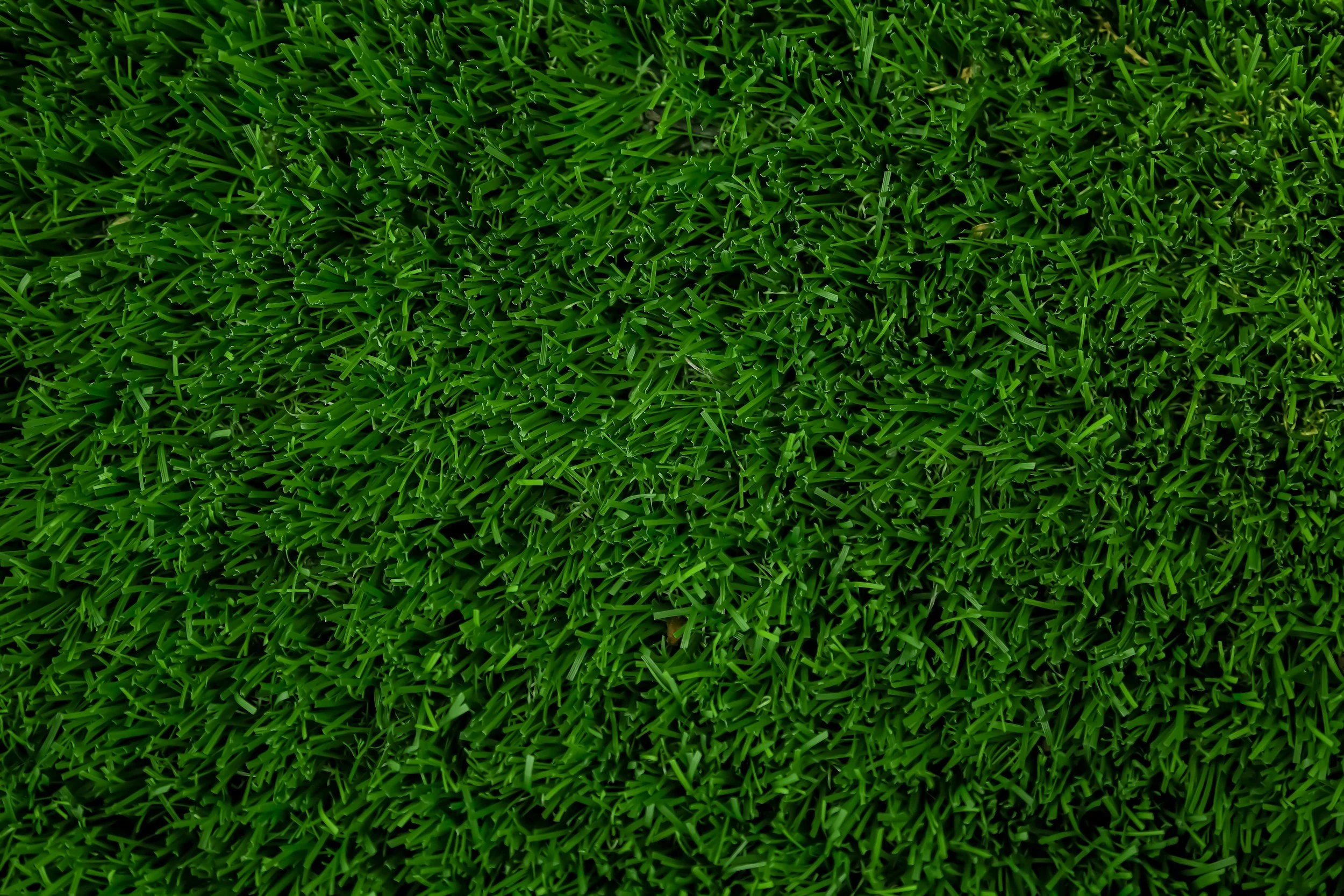 Close-up of lush green grass