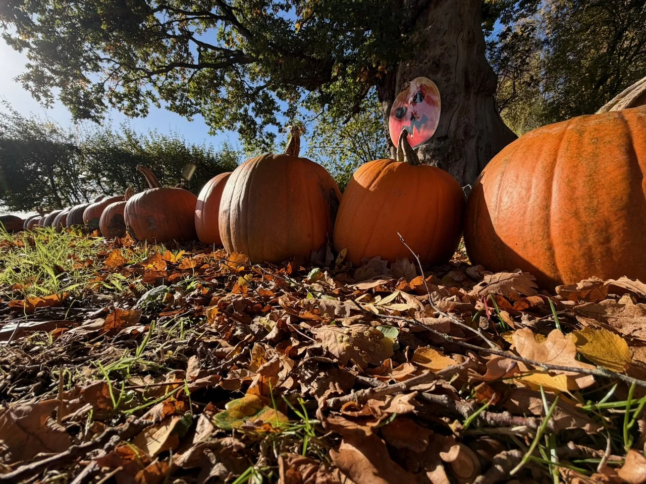 A local farm and farm shop do a wonderful pumpkin-picking experience every year.