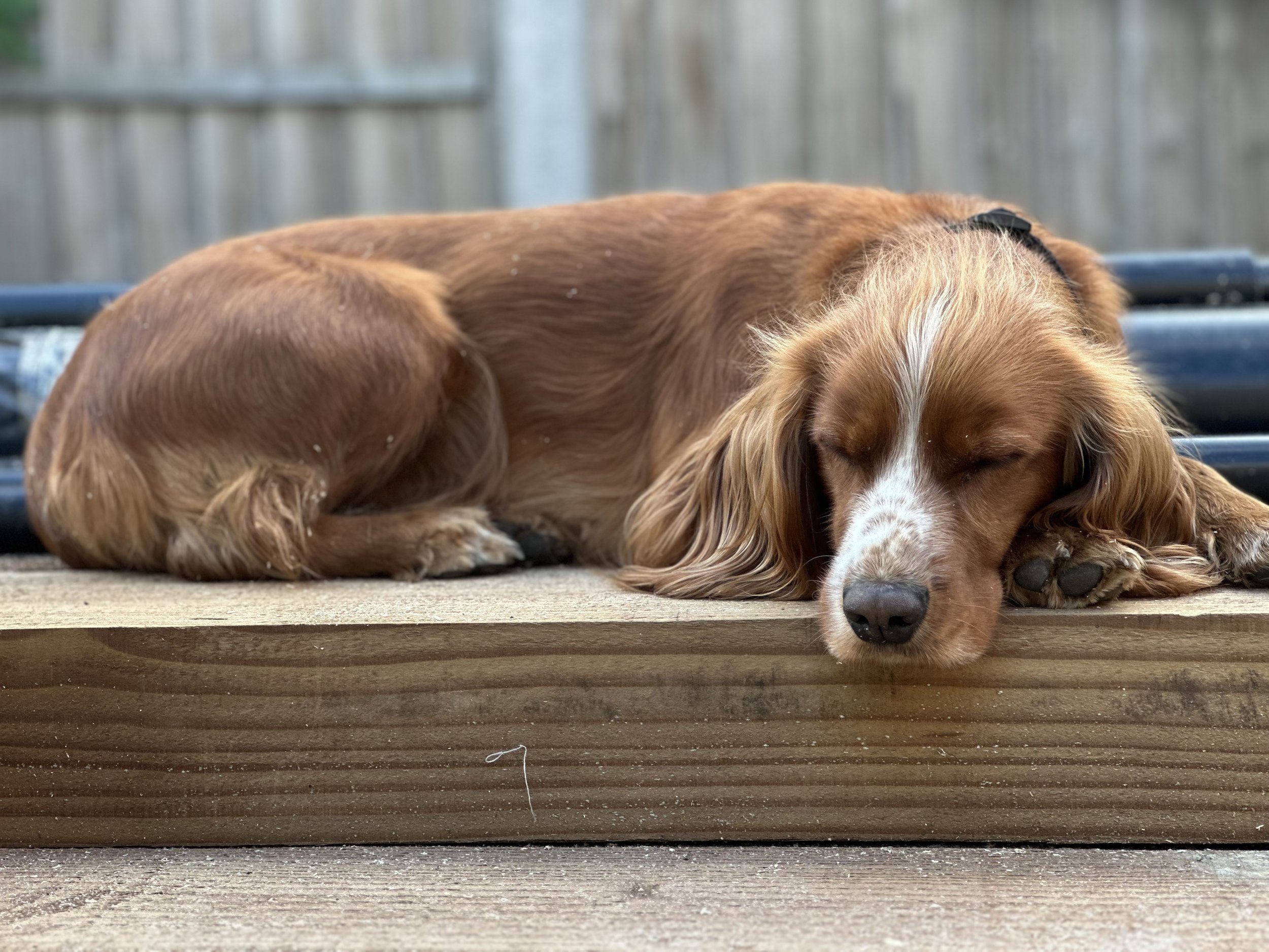 A brown and white dachshund puppy sleeping on a wooden deck.