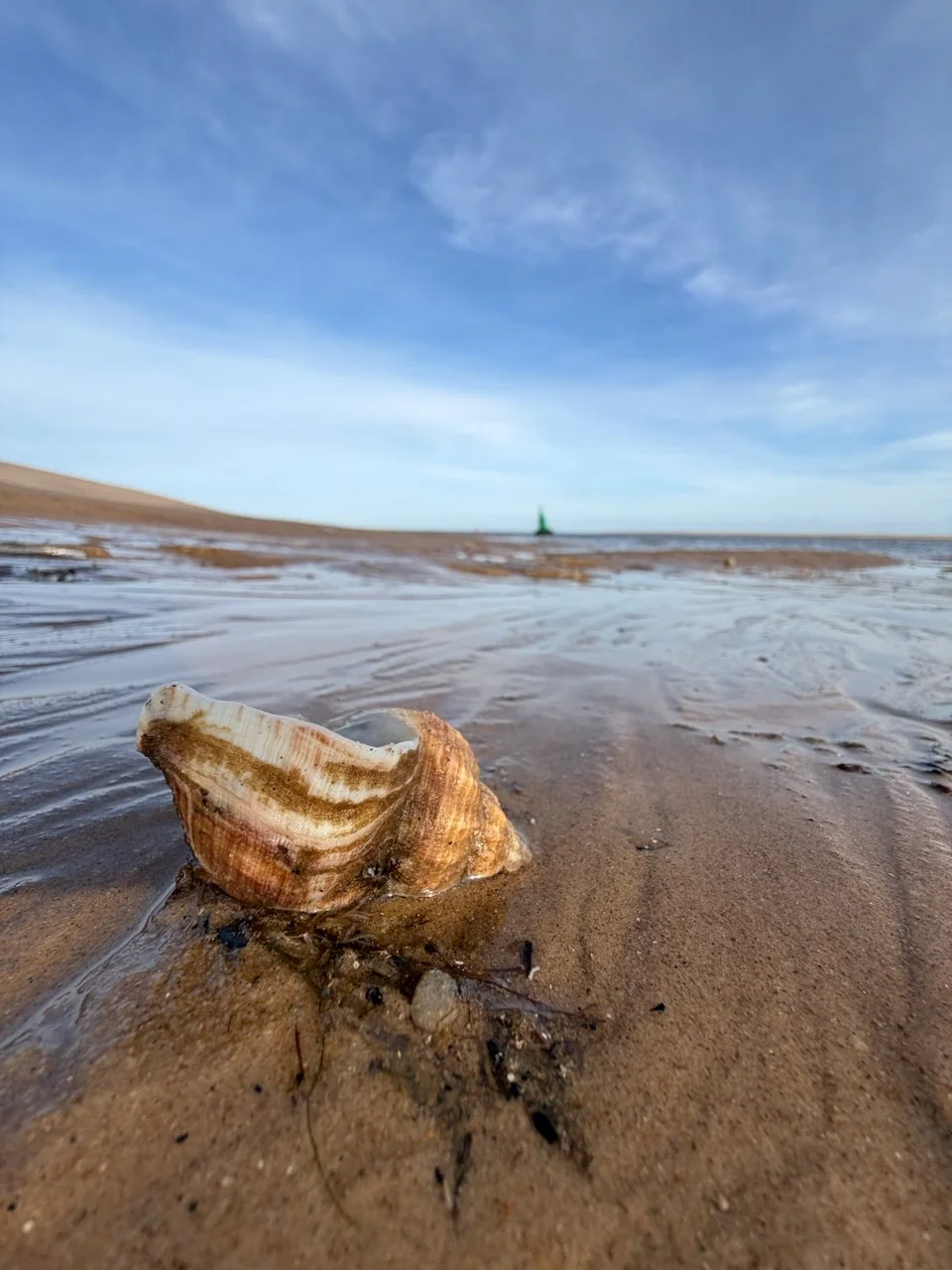Close-up of a seashell on wet sand at the beach with a distant lighthouse on the horizon under a partly cloudy sky.