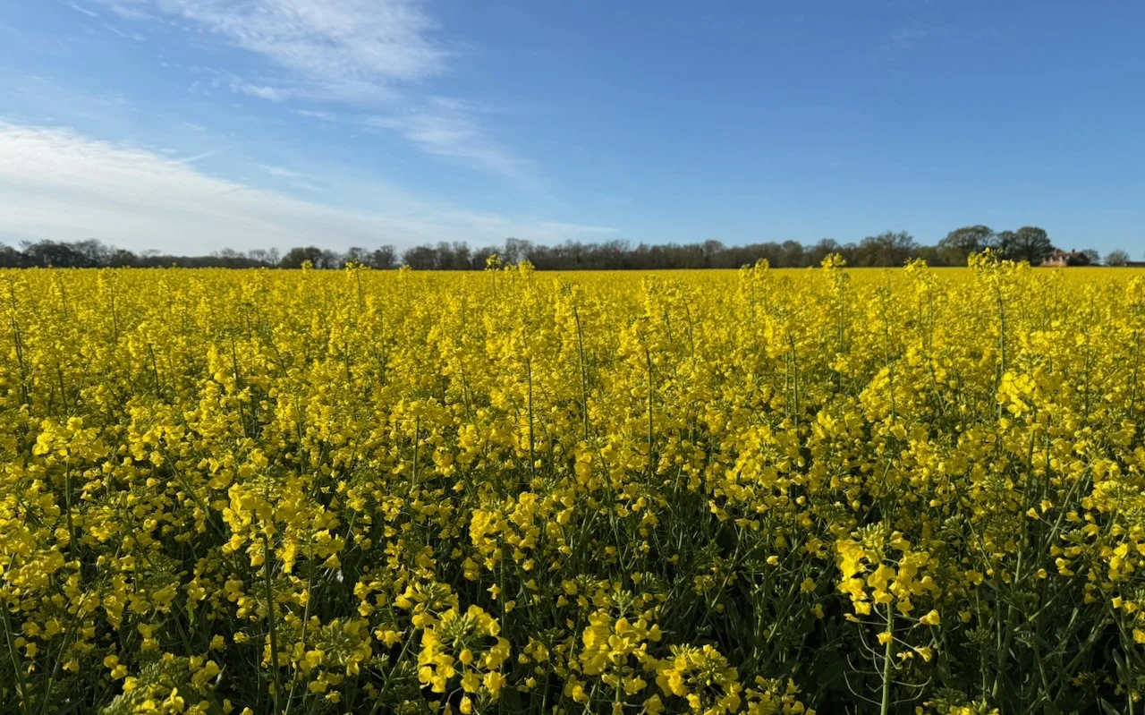 A large field of bright yellow flowering plants under a blue sky with some clouds, with trees in the distance.
