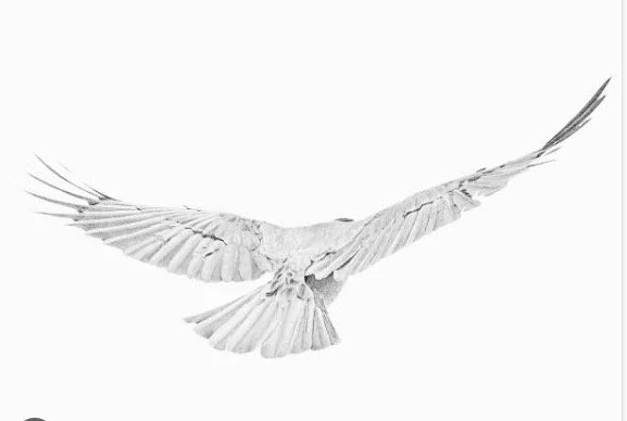 A white raven-like bird in flight with wings spread wide, soaring towards greater heights.