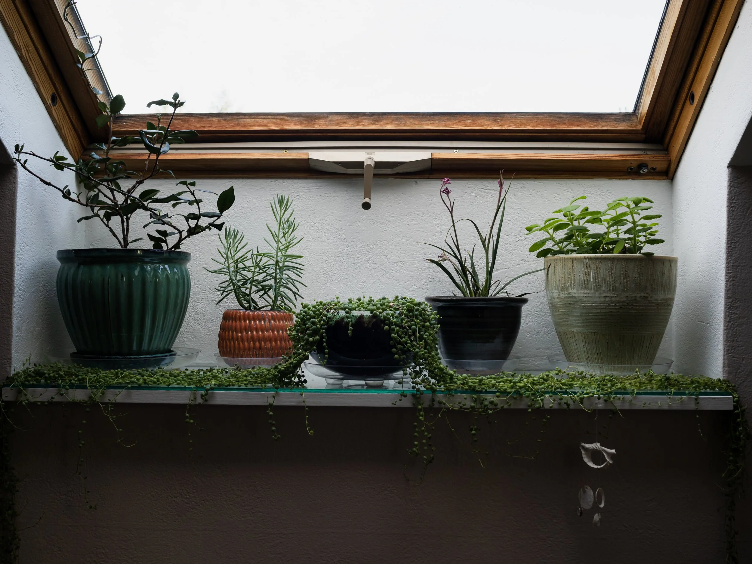 Indoor windowsill with potted plants, including a jade plant, succulents, and trailing greenery, with a skylight above.