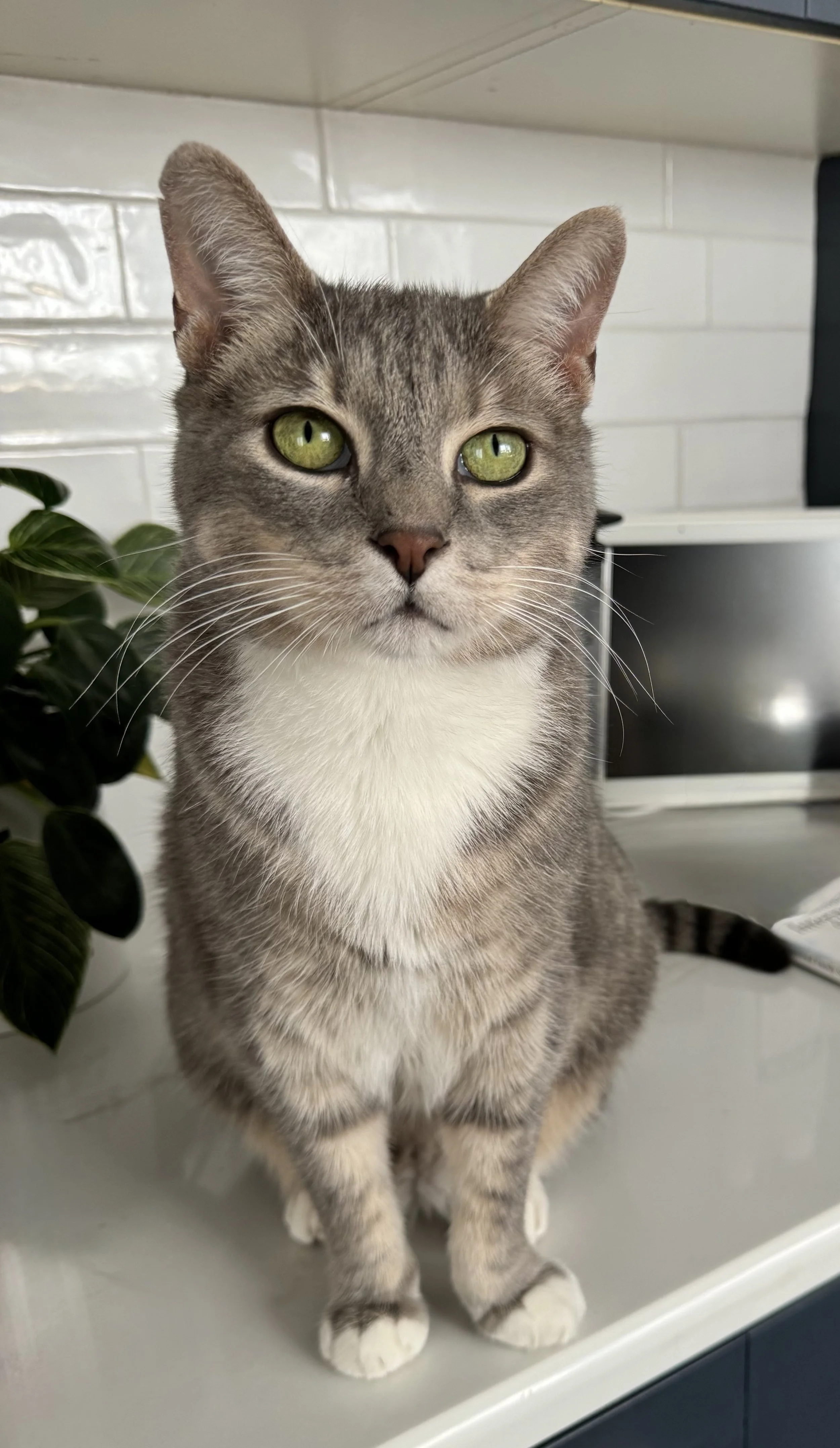 Gray tabby cat with green eyes sitting on a white surface next to a green plant and in front of a white tiled wall.