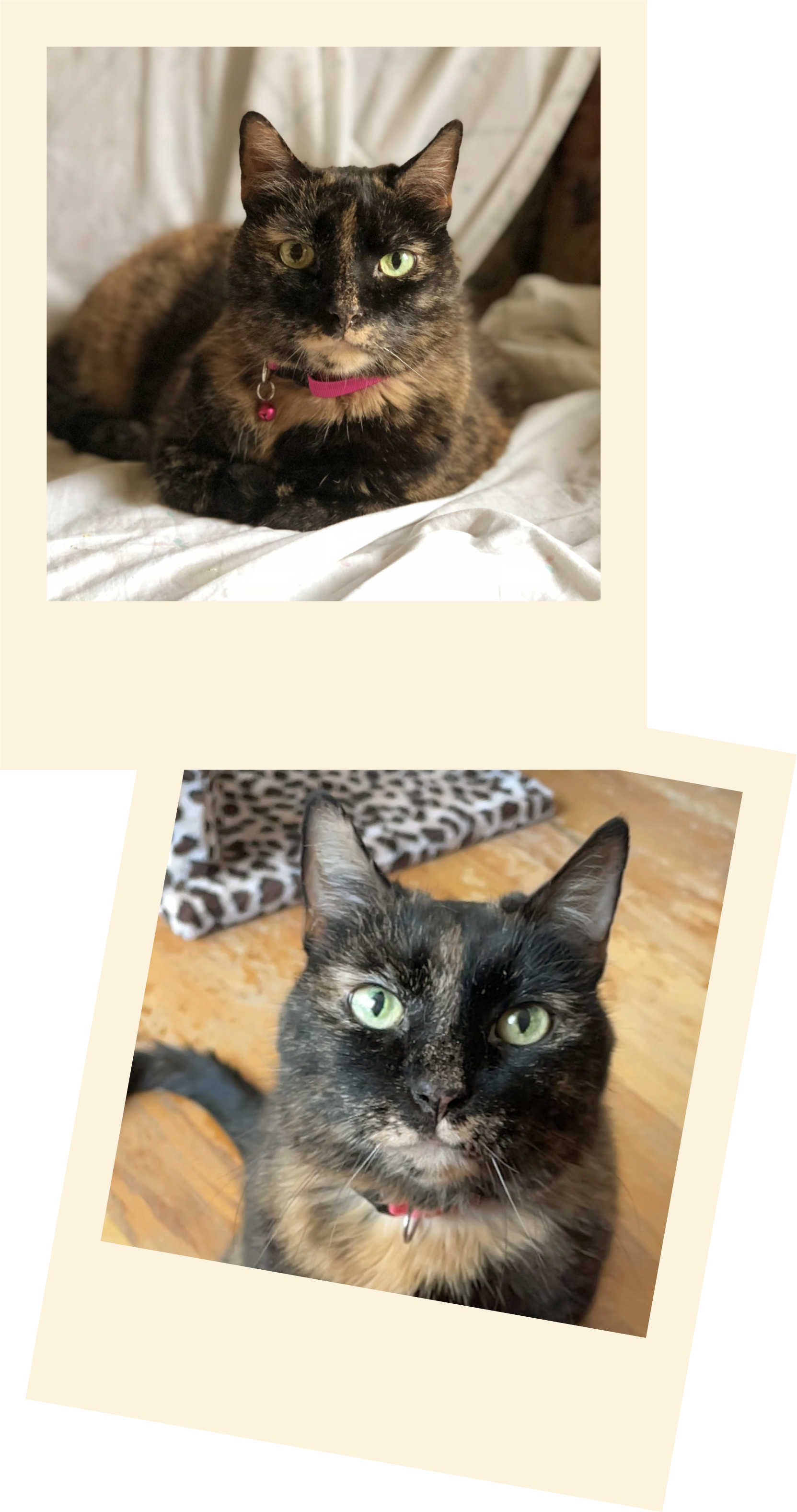 Two cats with green eyes, one with black and orange fur wearing a pink collar, lying on a bed, and the other with tortoiseshell fur sitting on a wooden floor near a leopard print blanket.