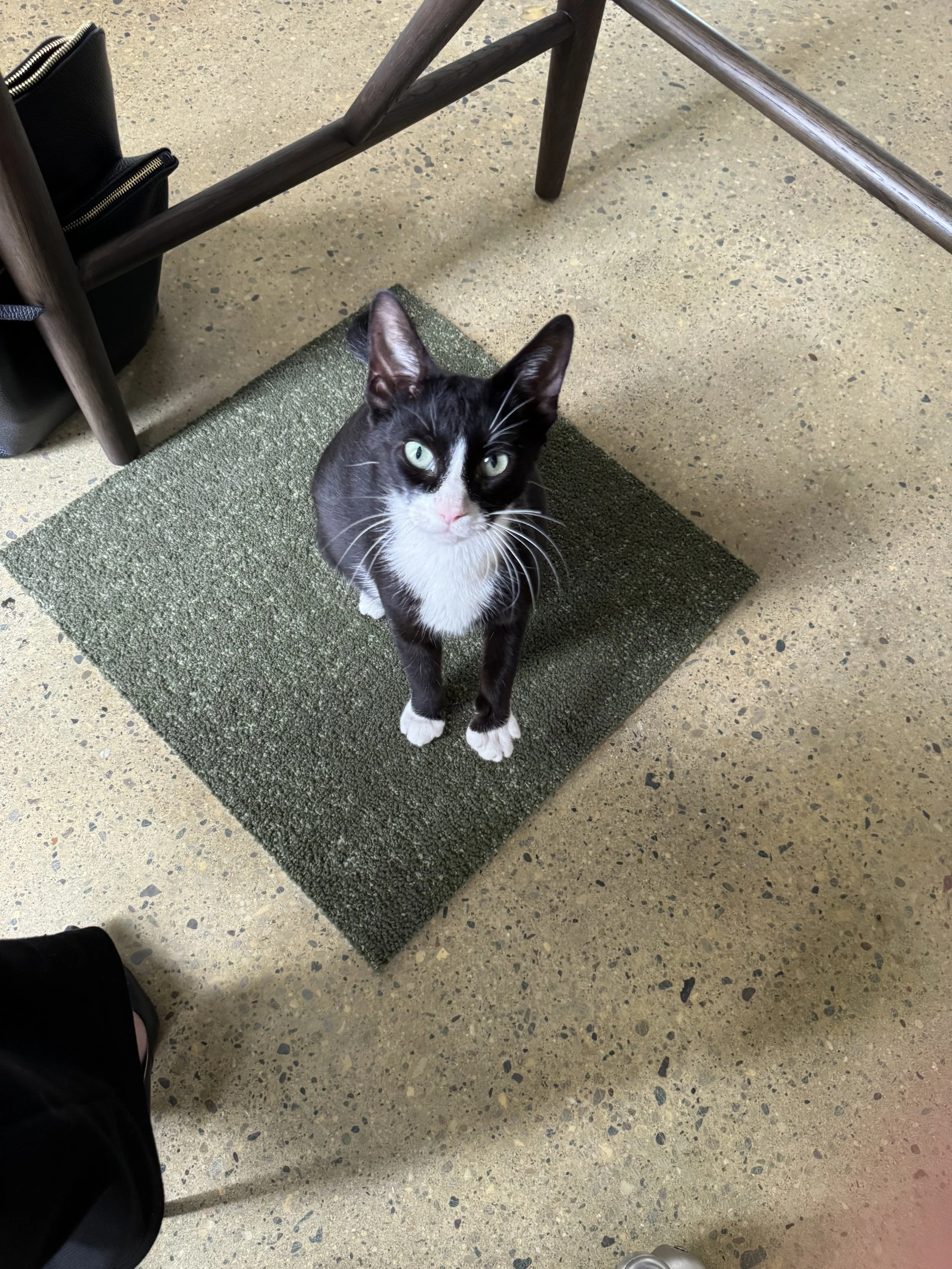 A black and white cat sitting on a green textured mat on a speckled beige floor. The cat is looking up at the camera with green eyes, and nearby furniture and objects are visible.